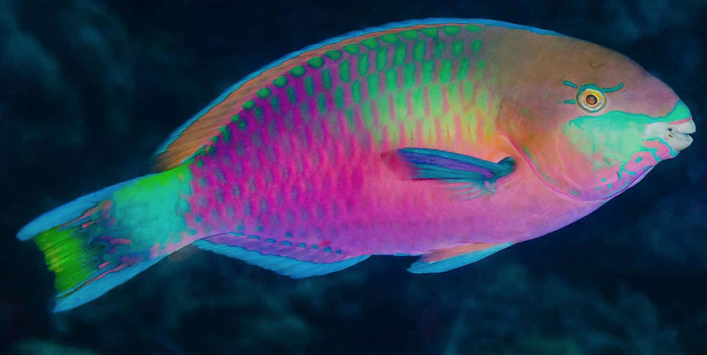 vibrant parrotfish, deep blue ocean water, iridescent pink green and blue scales, HD Desktop Wallpaper