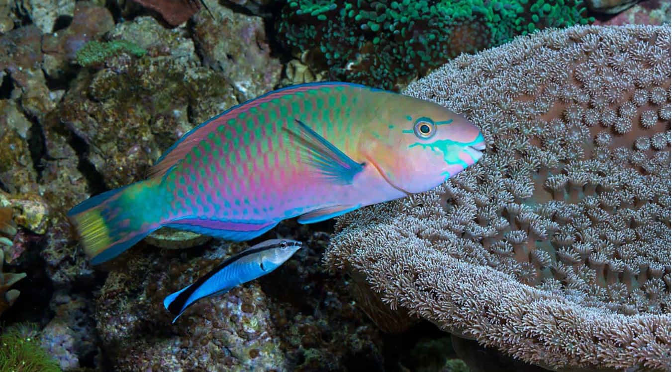 parrotfish, pink green and blue scales, textured coral, HD Desktop Wallpaper