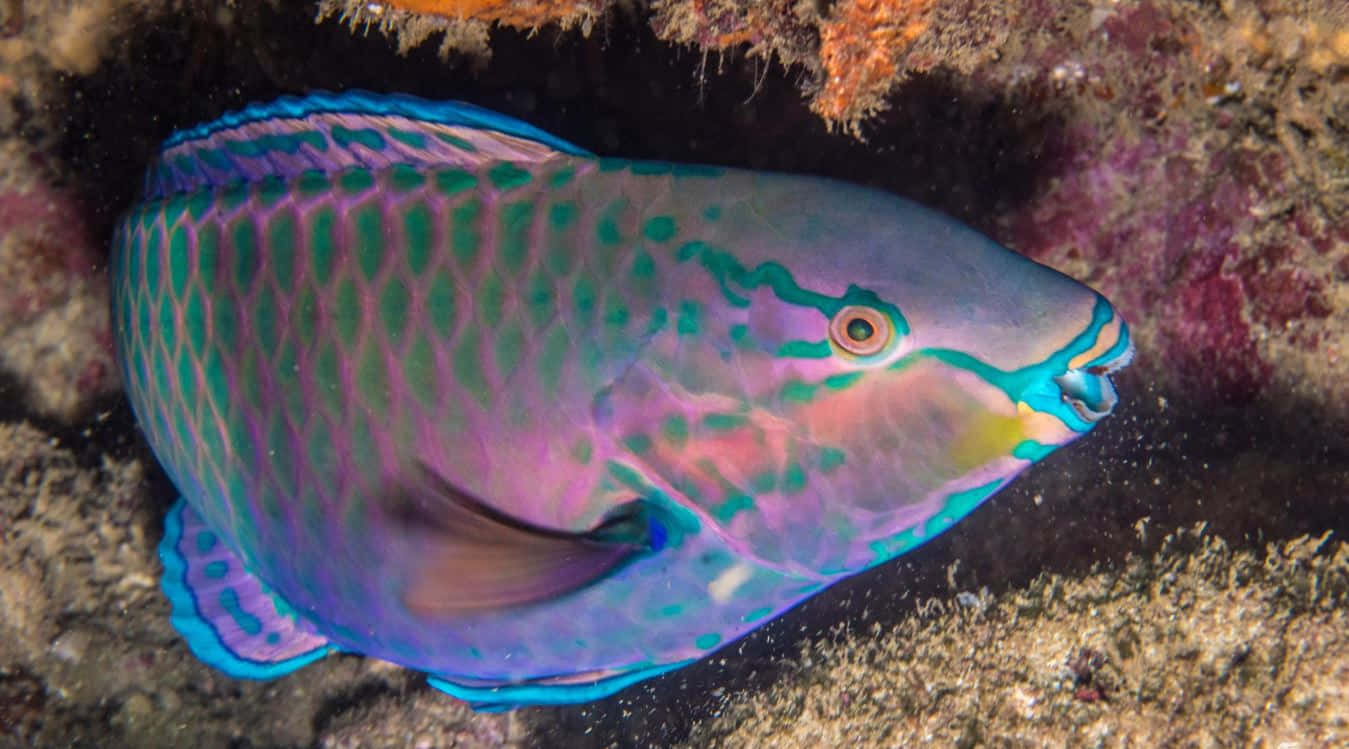 vibrant parrotfish, iridescent blue green and purple scales, coral reef rocks, HD Desktop Wallpaper