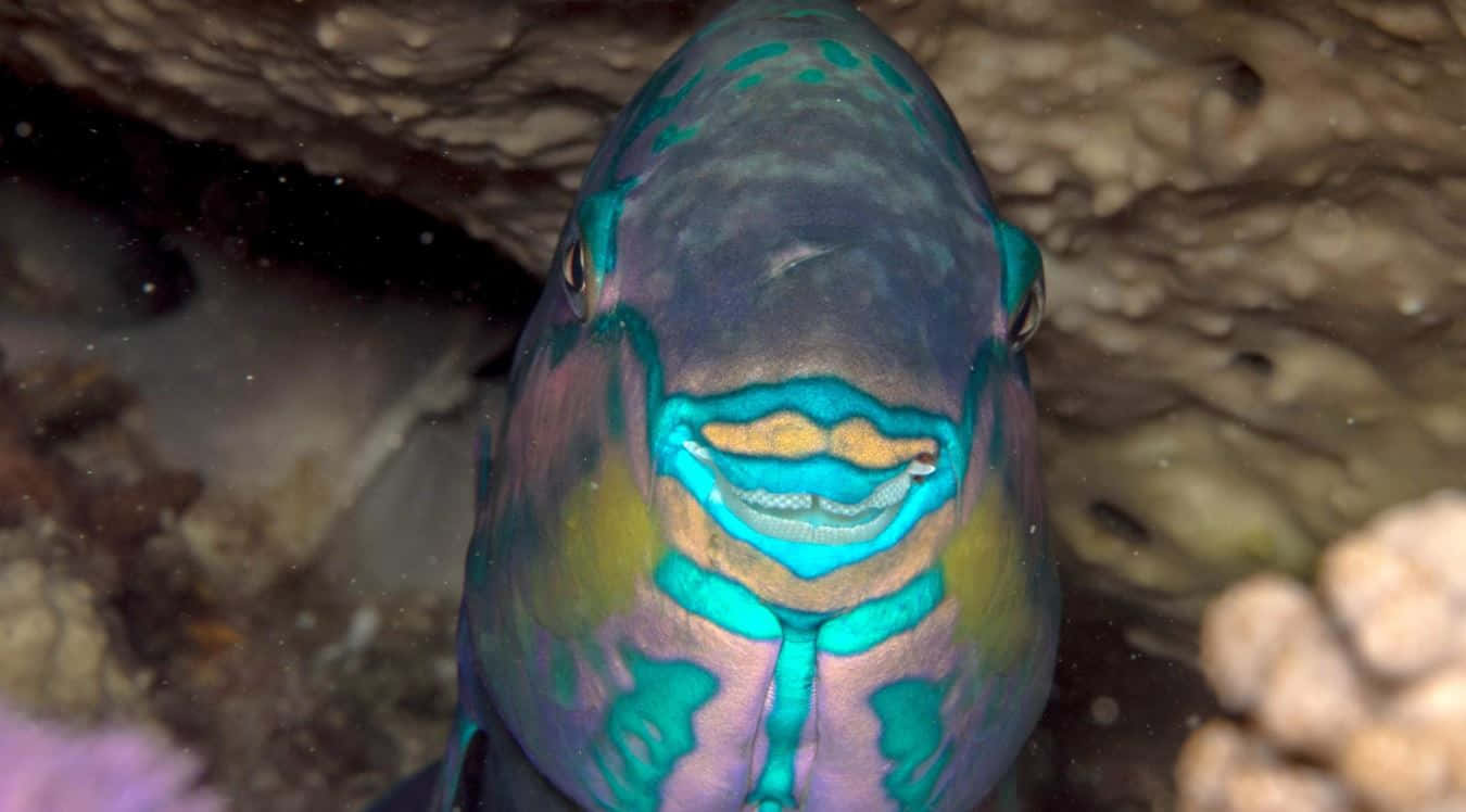 parrotfish, colorful, wide grin, HD Desktop Wallpaper