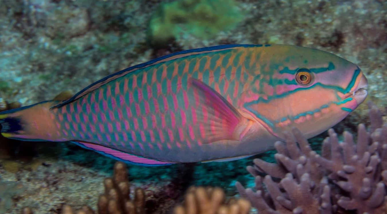 parrotfish, tropical coral reef, pink and teal scales, HD Desktop Wallpaper