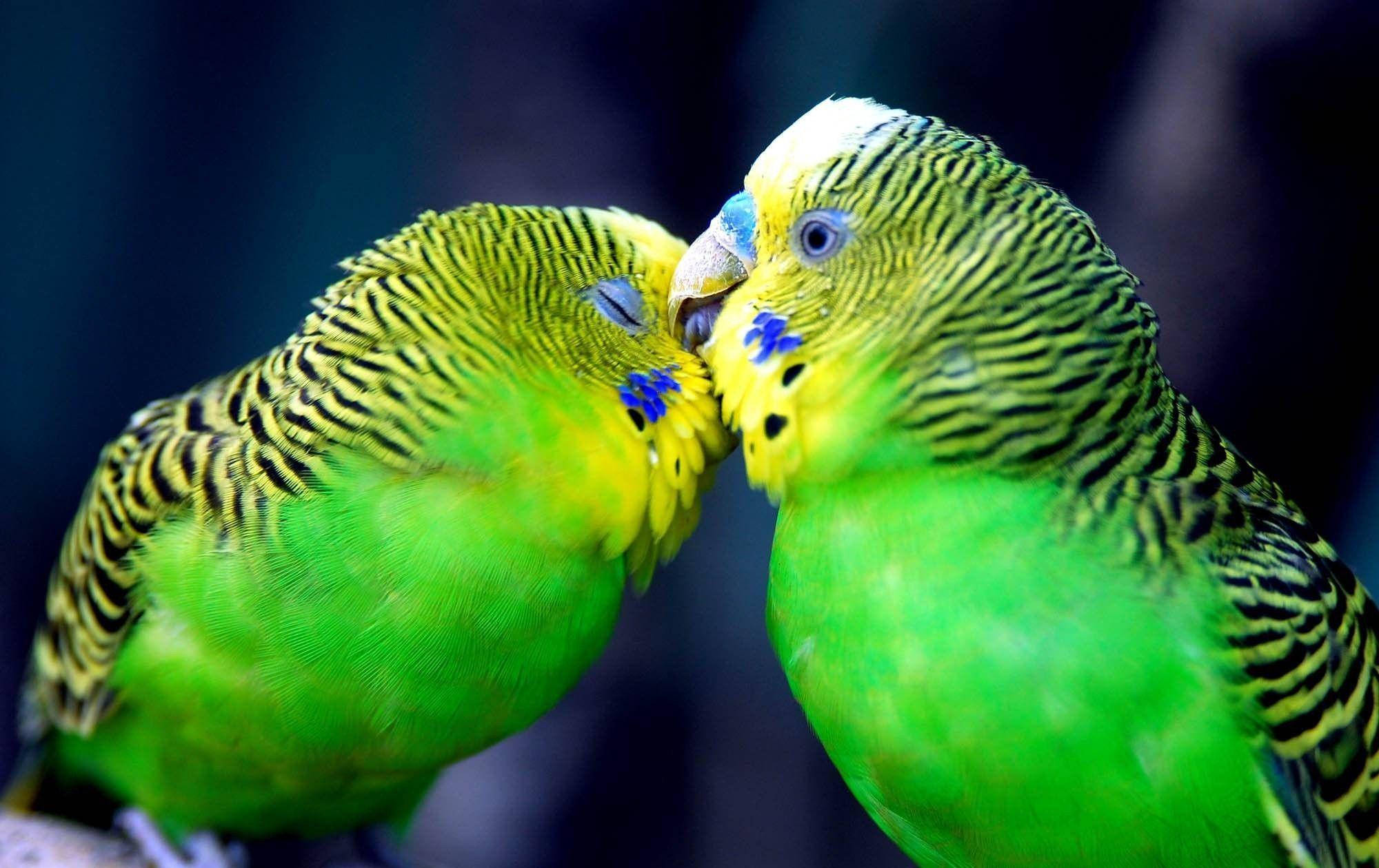 budgerigar, vibrant green, yellow chests, Full HD Desktop Wallpaper