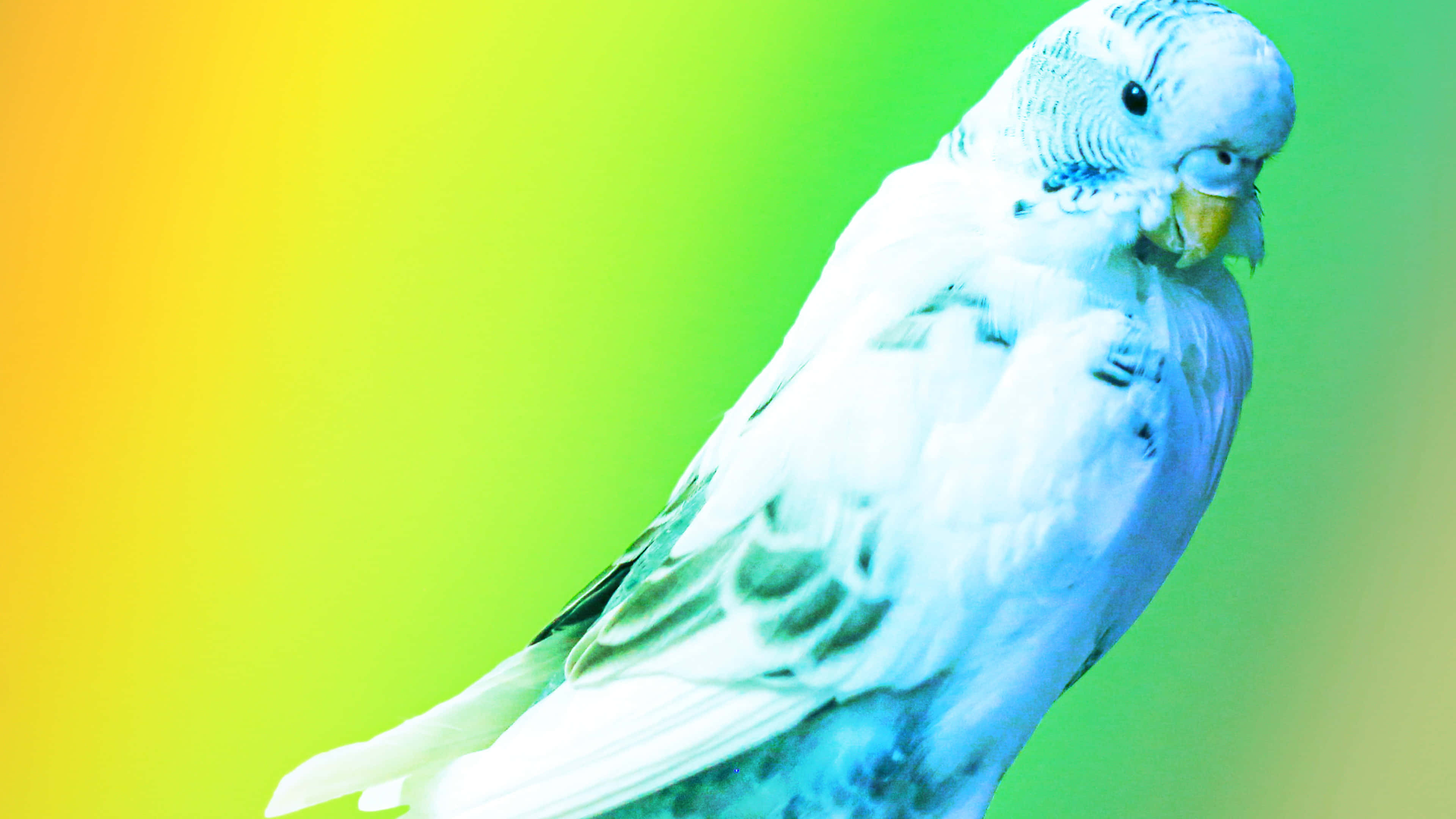white budgerigar, blue markings, vibrant yellow to green gradient background, 4K Desktop Wallpaper