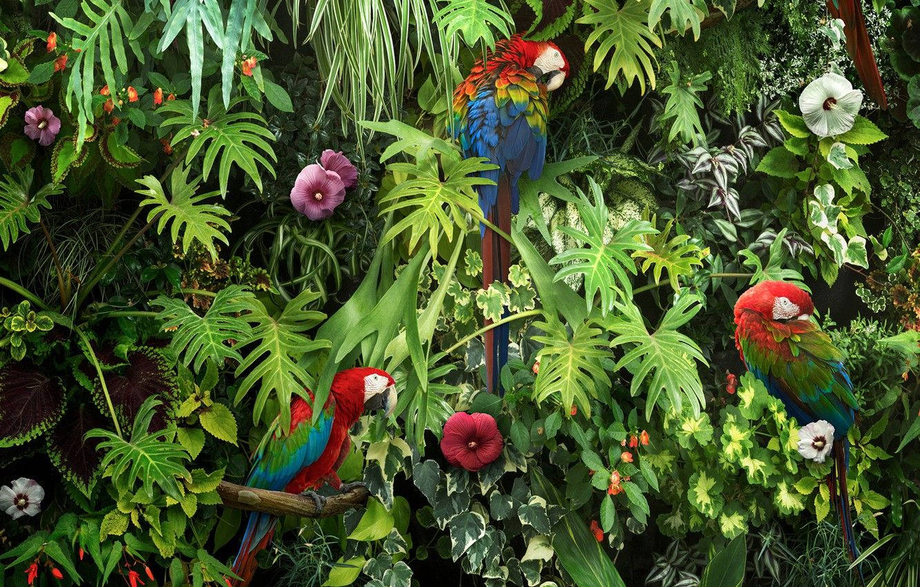 macaw parrots, luscious garden, lush tropical foliage, HD Desktop Wallpaper