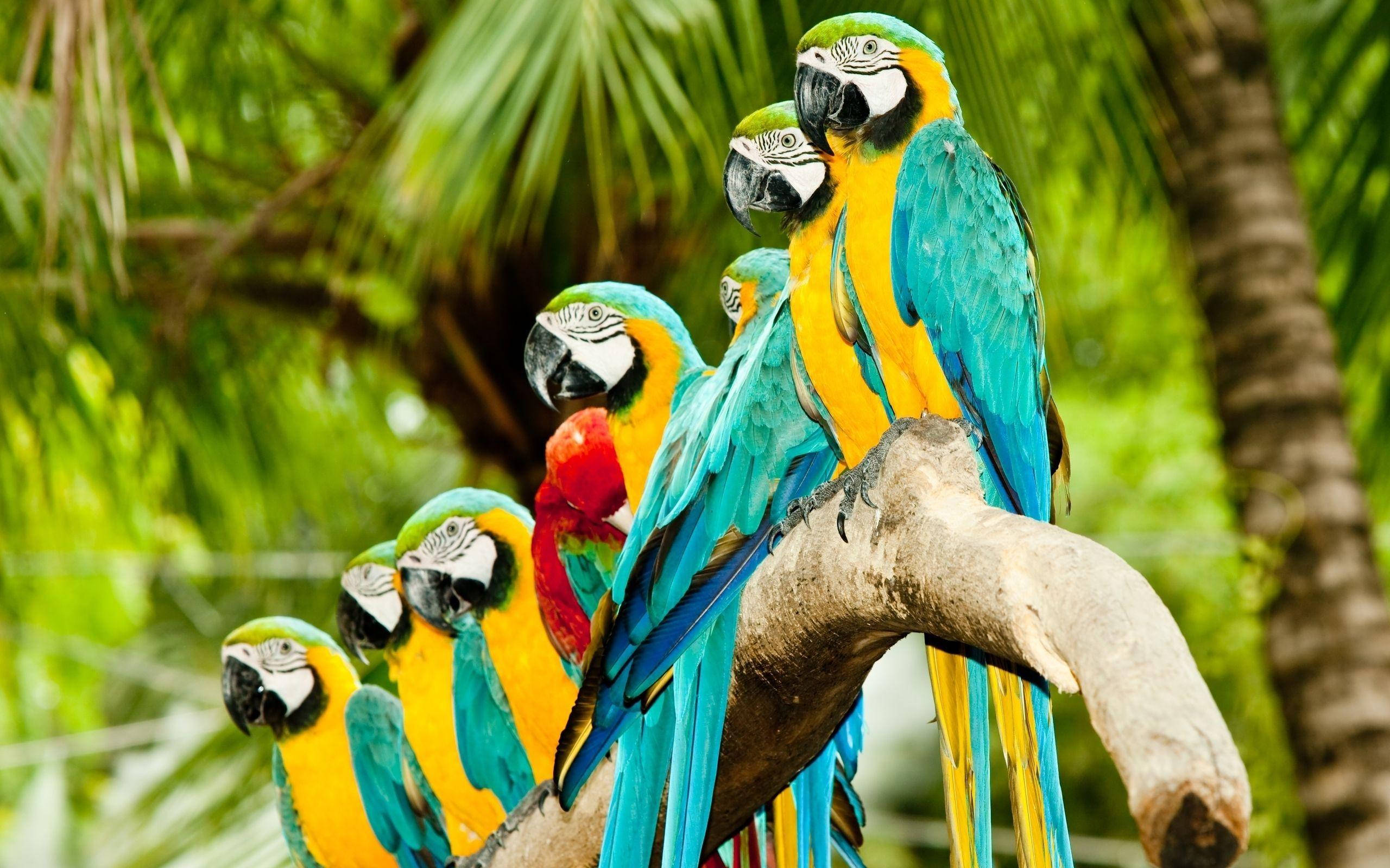 blue and yellow macaw, thick branch, lush green palm fronds, 2K Desktop Wallpaper