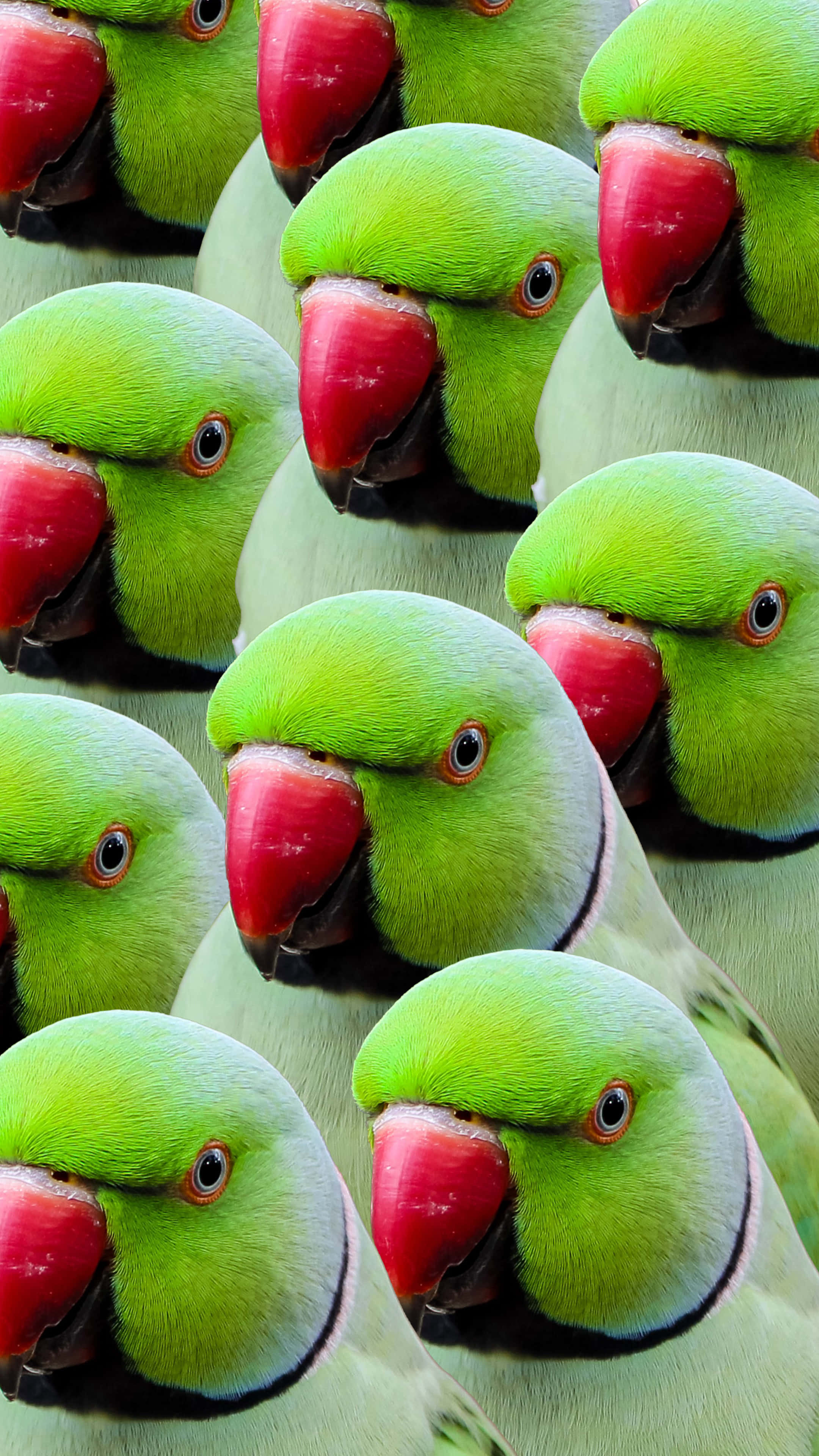 green parrot pattern, vibrant green parrots, bright red beaks, 4K Phone Wallpaper