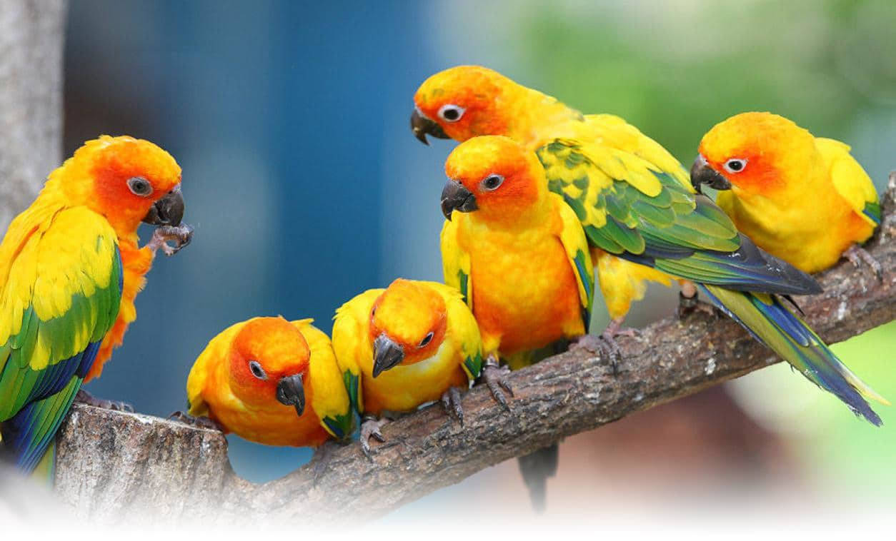 six conure parrots, sun conures, tree branch, SD Desktop Wallpaper