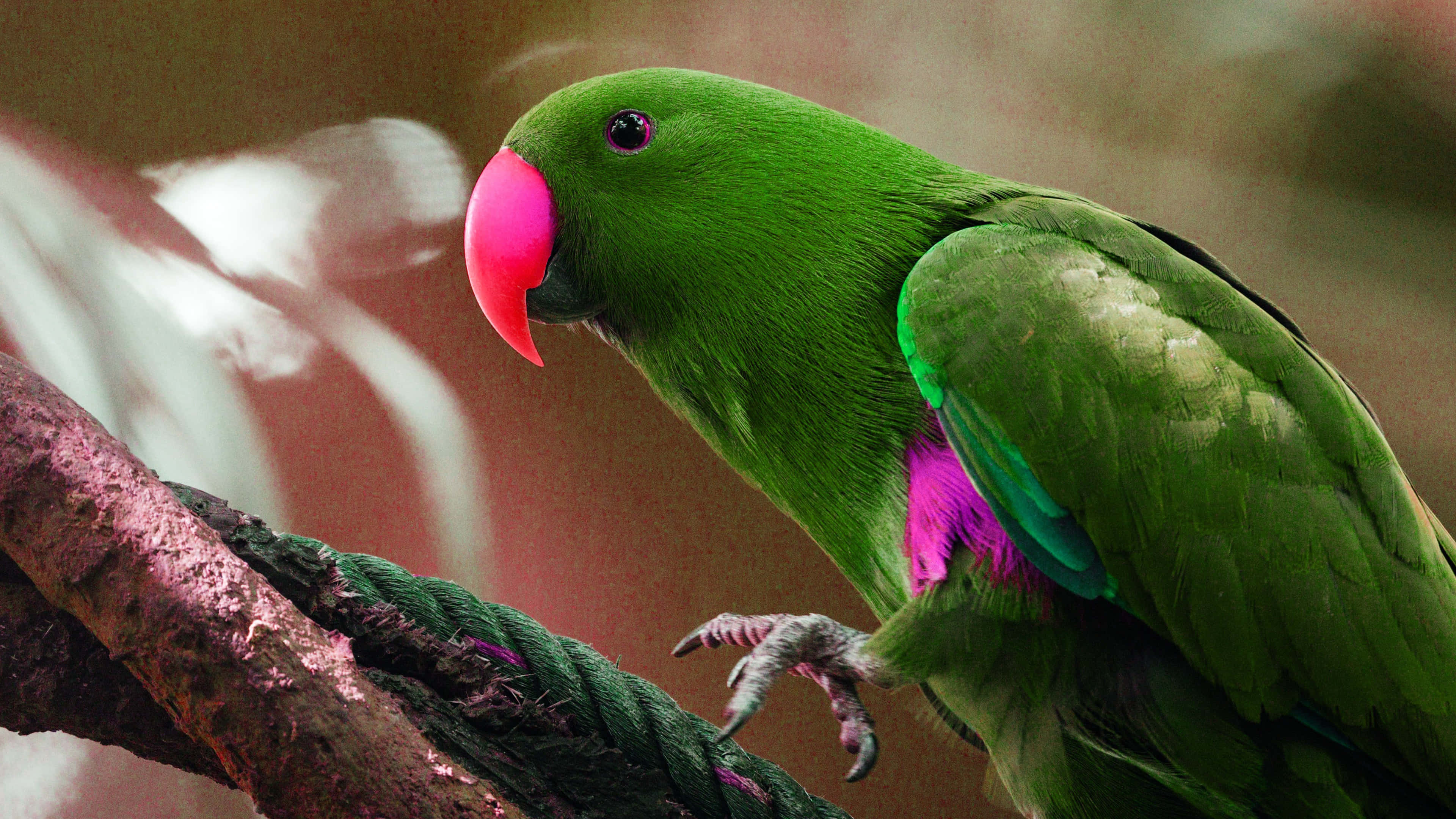 pink and green parrot, vibrant green parrot, bright pink beak, 4K Desktop Wallpaper