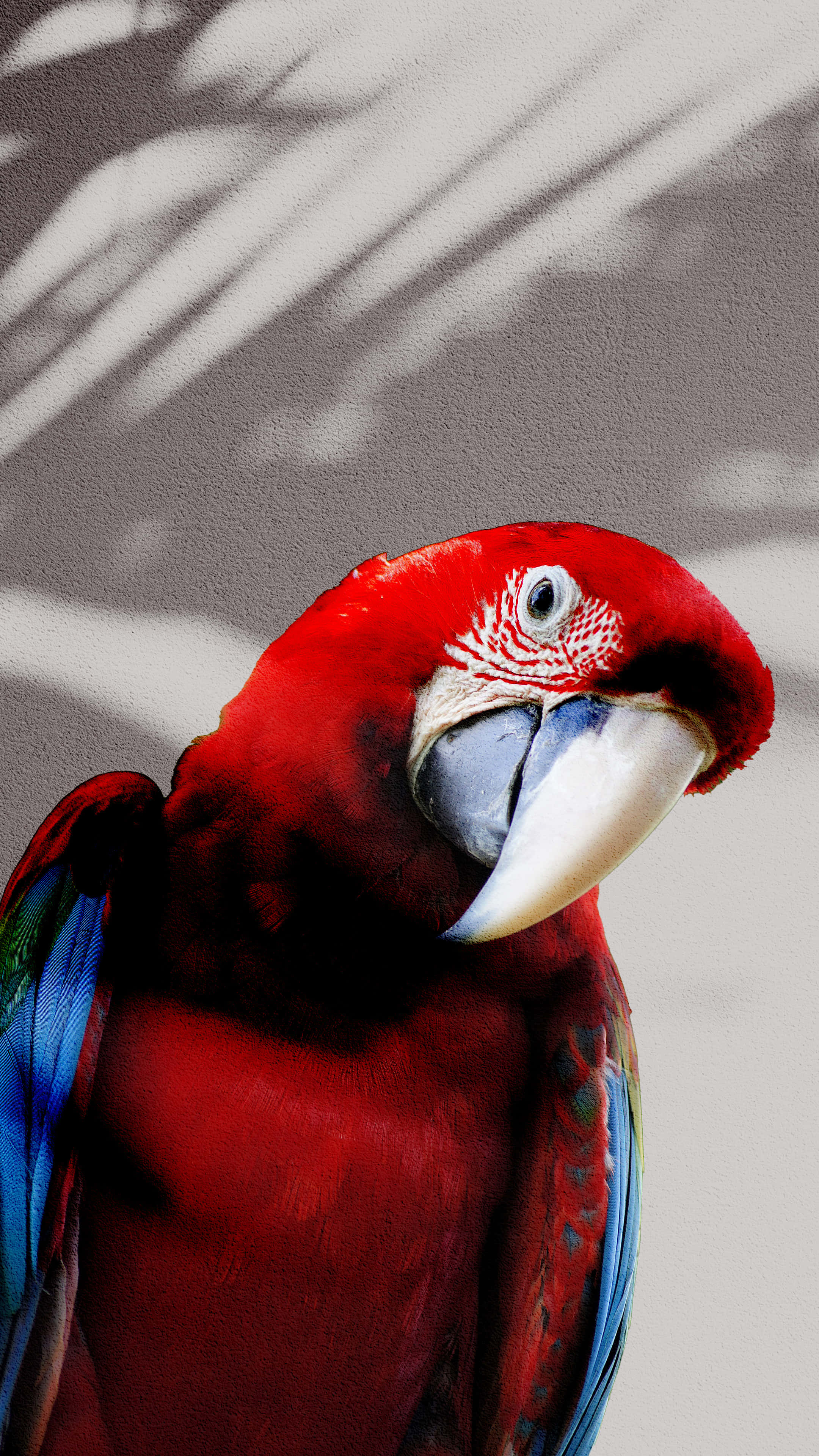 parrot, vibrant red macaw, blue wing feathers, 4K Phone Wallpaper