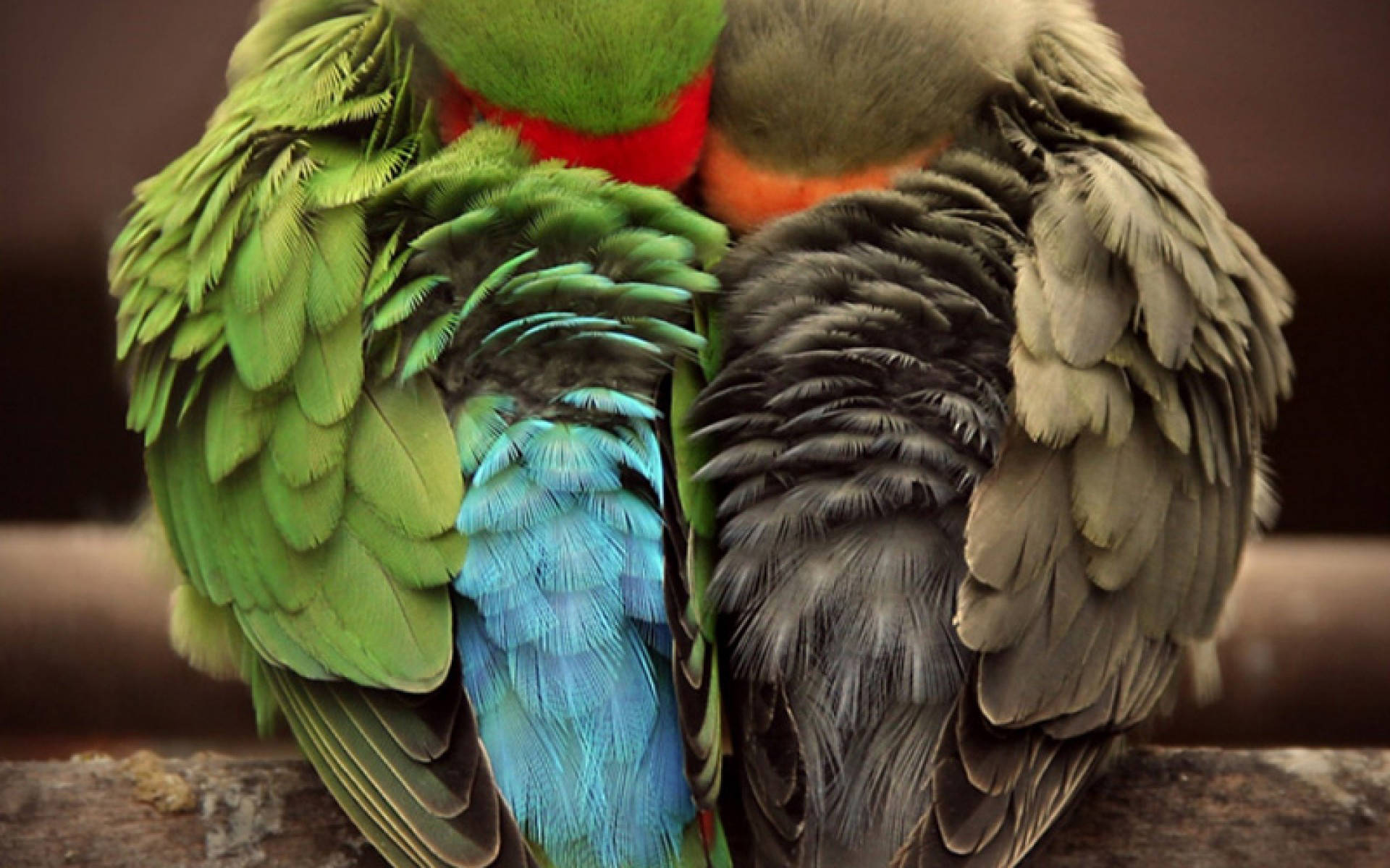 lovebirds, green, blue, Full HD Desktop Wallpaper