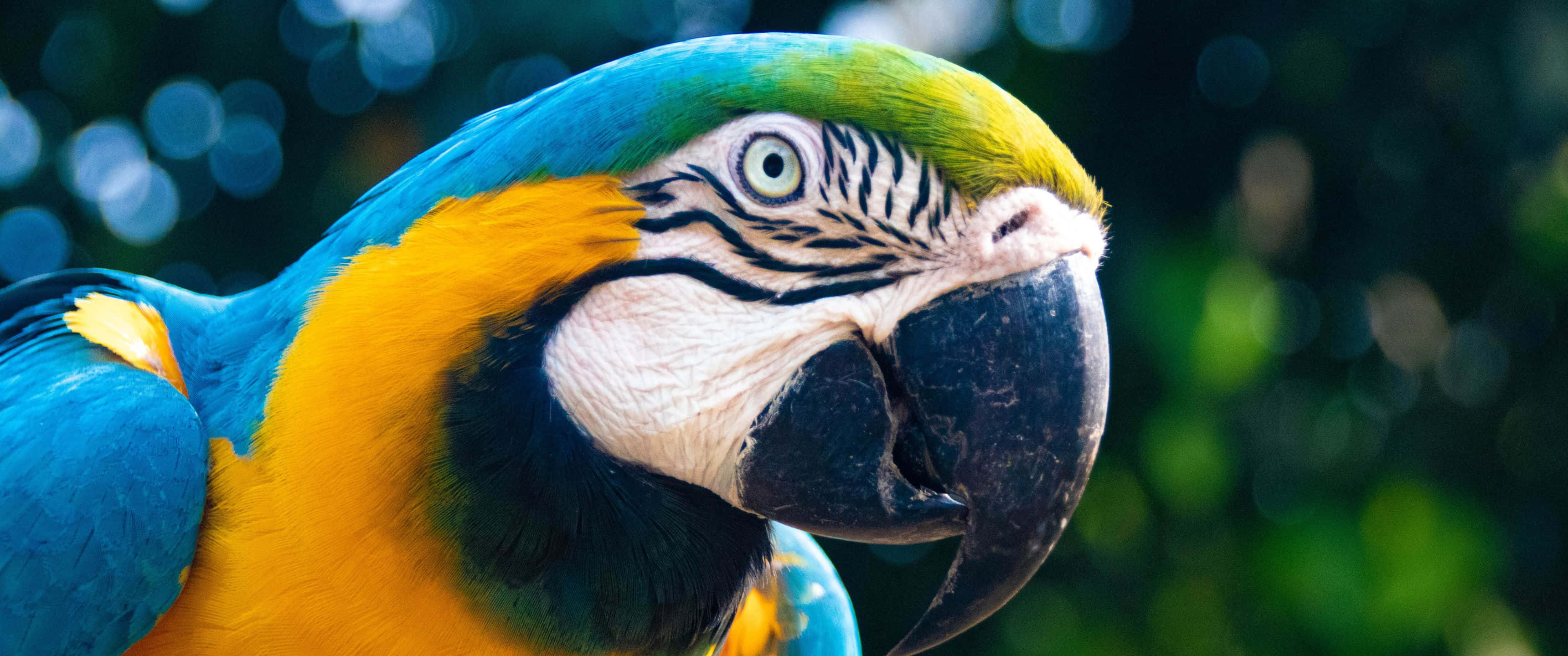3440x1440, blue and yellow macaw, black and white facial markings, 2K Desktop Wallpaper