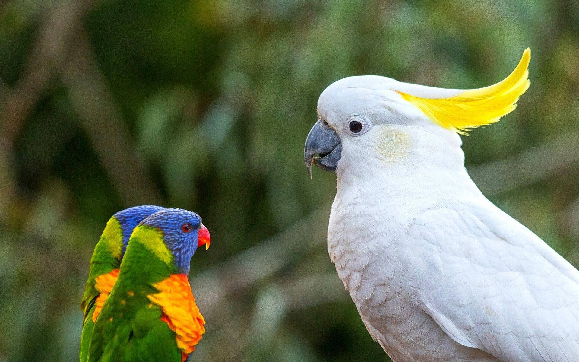 rainbow lorikeet, white cockatoo, yellow crest, Full HD Desktop Wallpaper