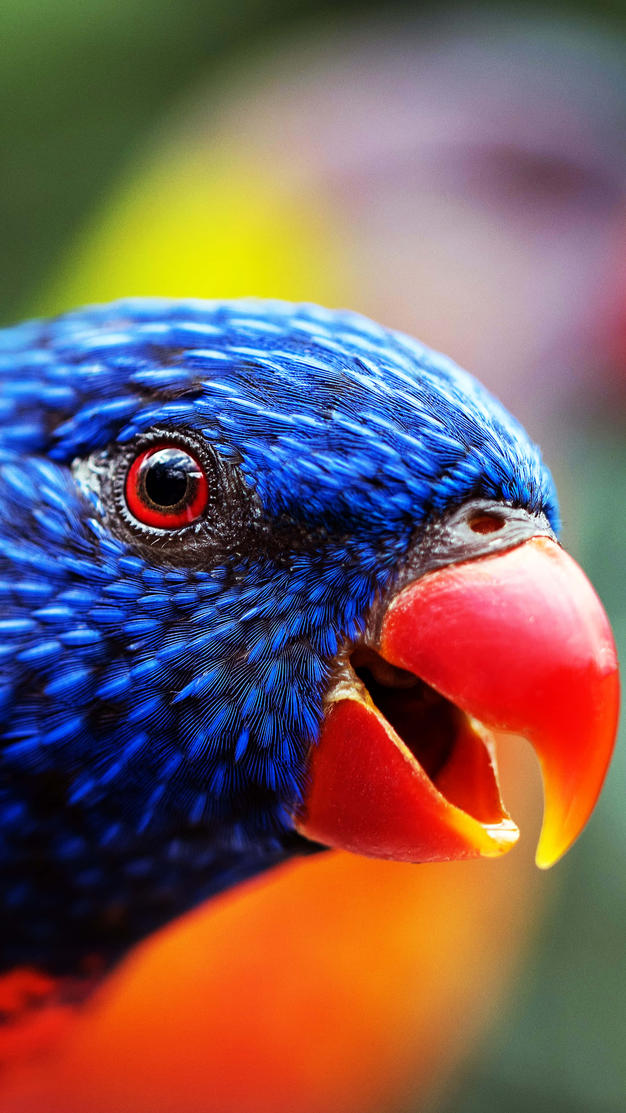 blue lorikeet, bright red beak, eye, 4K Phone Wallpaper