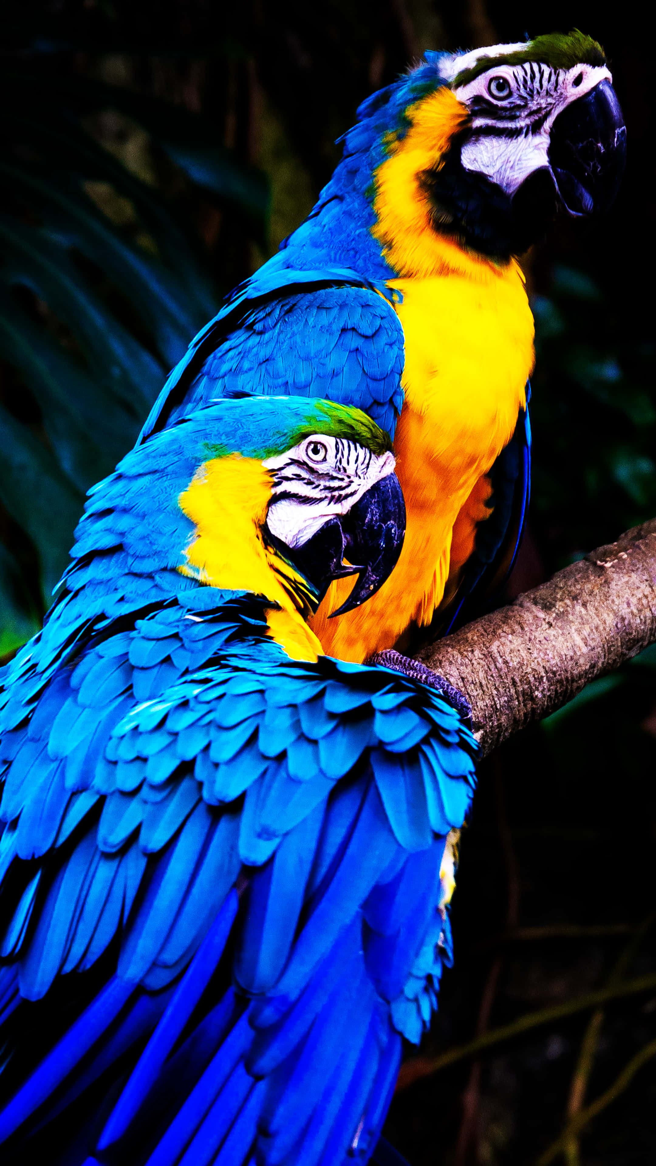 blue and yellow macaws, branch, dark leafy backdrop, 4K Phone Wallpaper