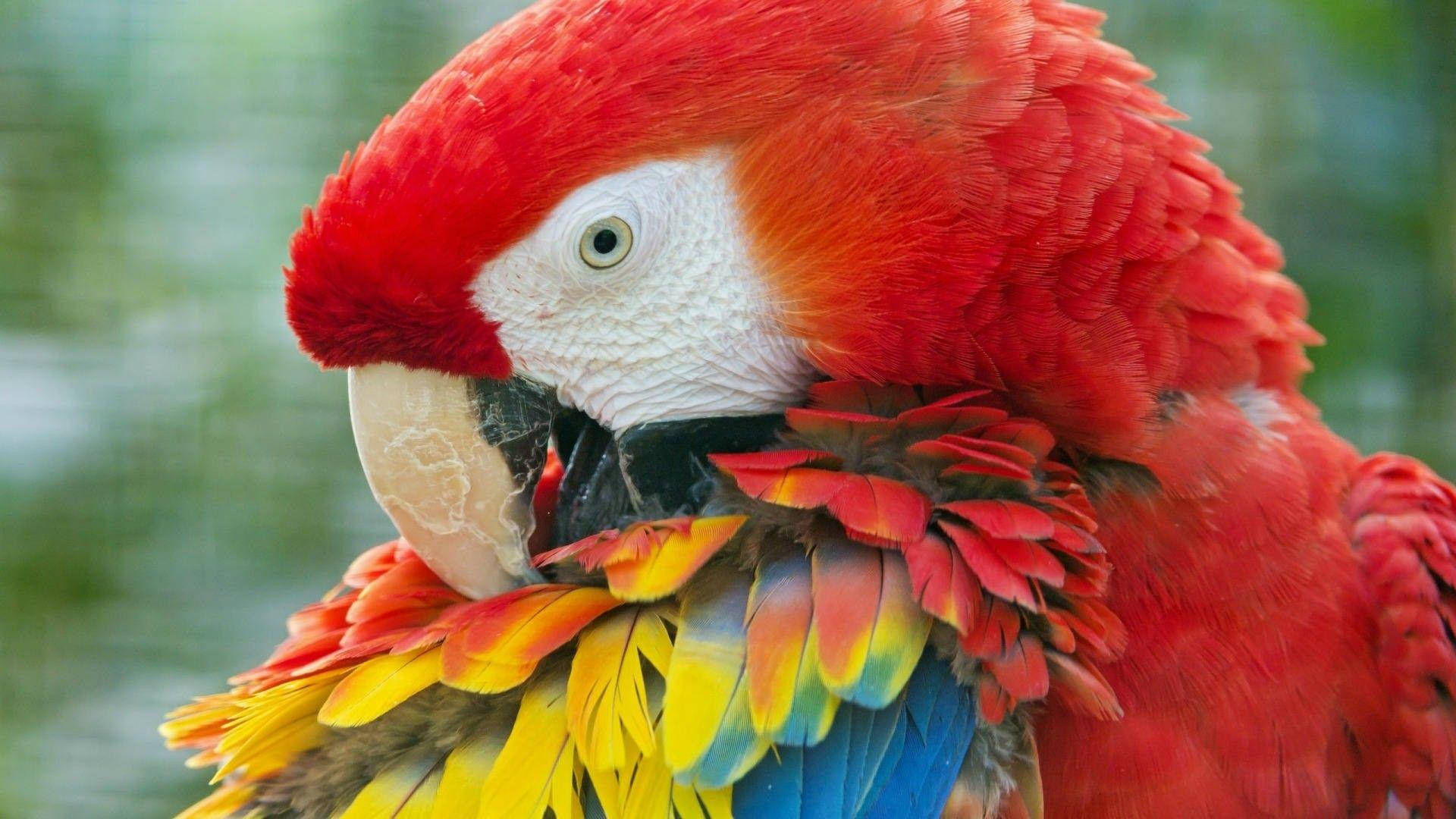 macaw, red, yellow, Full HD Desktop Wallpaper