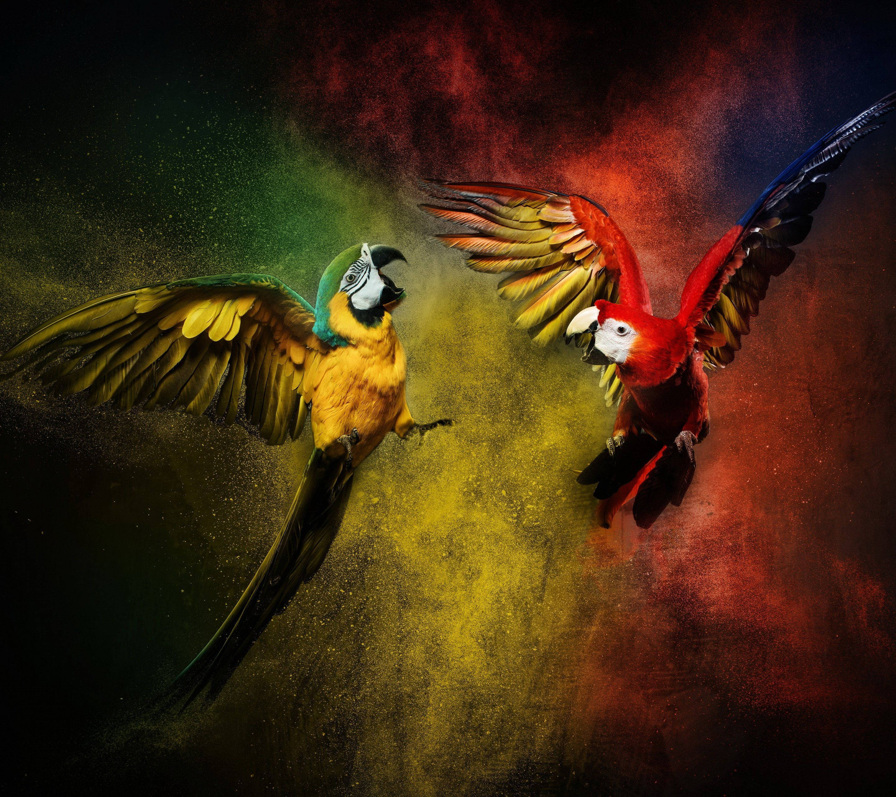 macaw parrots, vivid red yellow and green powder, swirling cloud, 2K Desktop Wallpaper