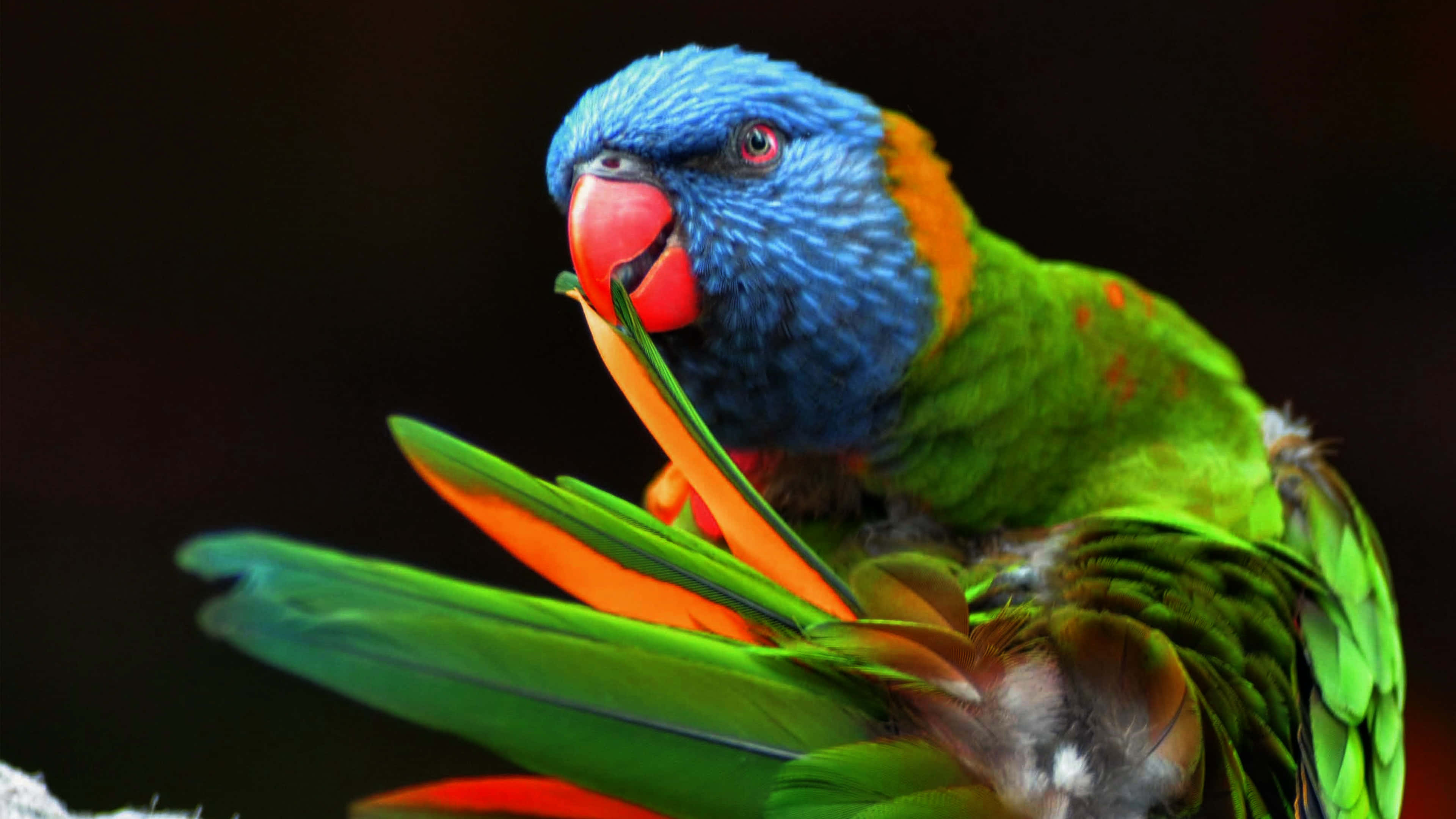 lorikeet, blue head, green body, 4K Desktop Wallpaper