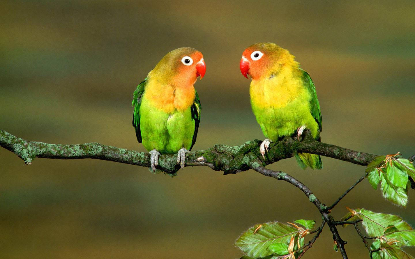 lovebird parrots, mossy branch, soft blurred forest setting, HD Desktop Wallpaper