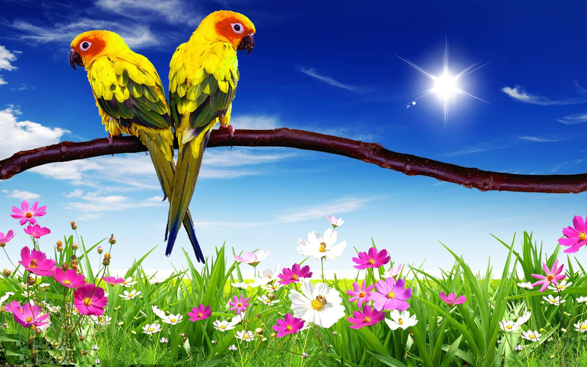 conure parrots, garden, yellow parrots, Full HD Desktop Wallpaper