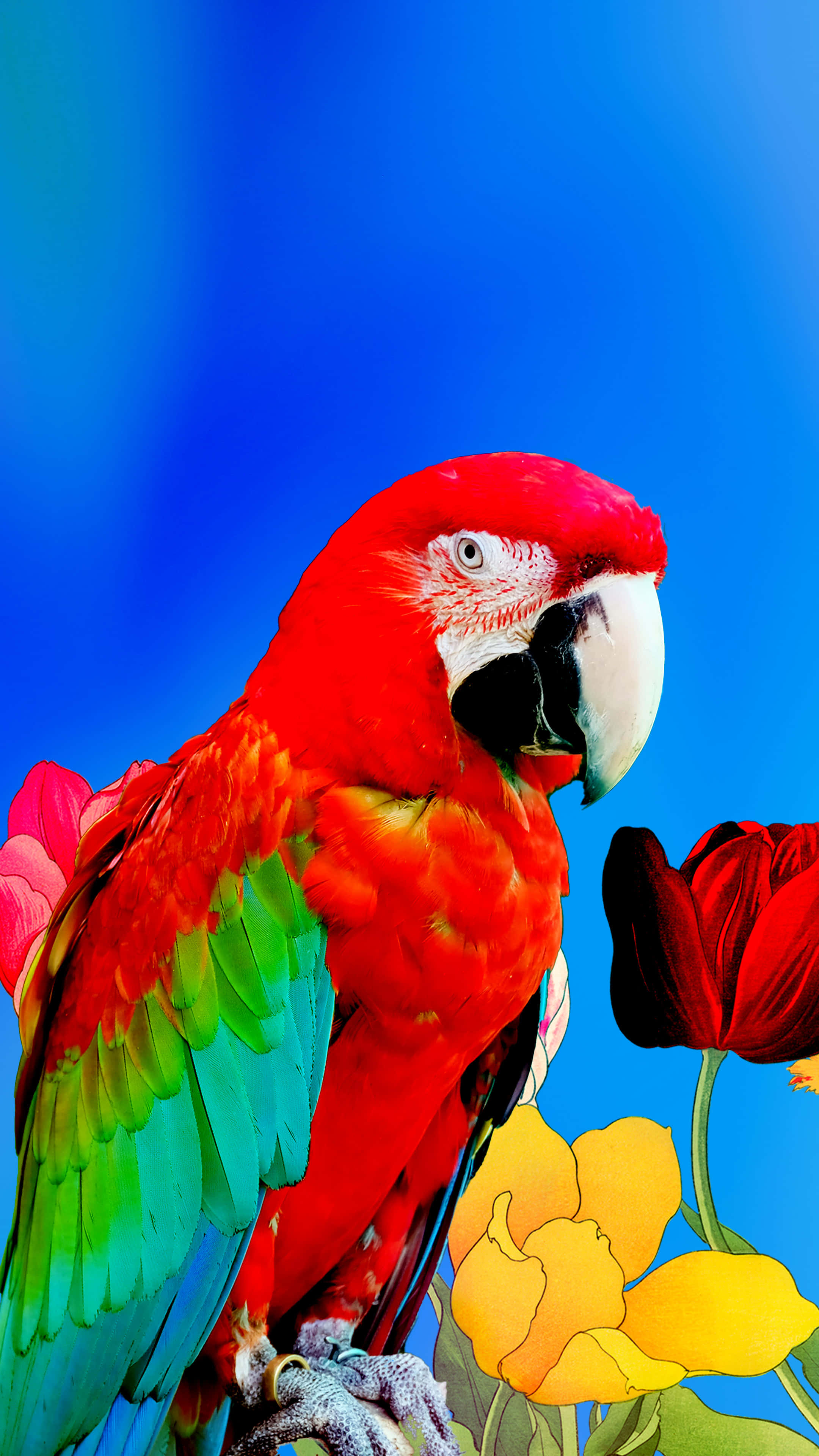 red macaw, colorful tulips, vivid blue gradient sky, 4K Phone Wallpaper