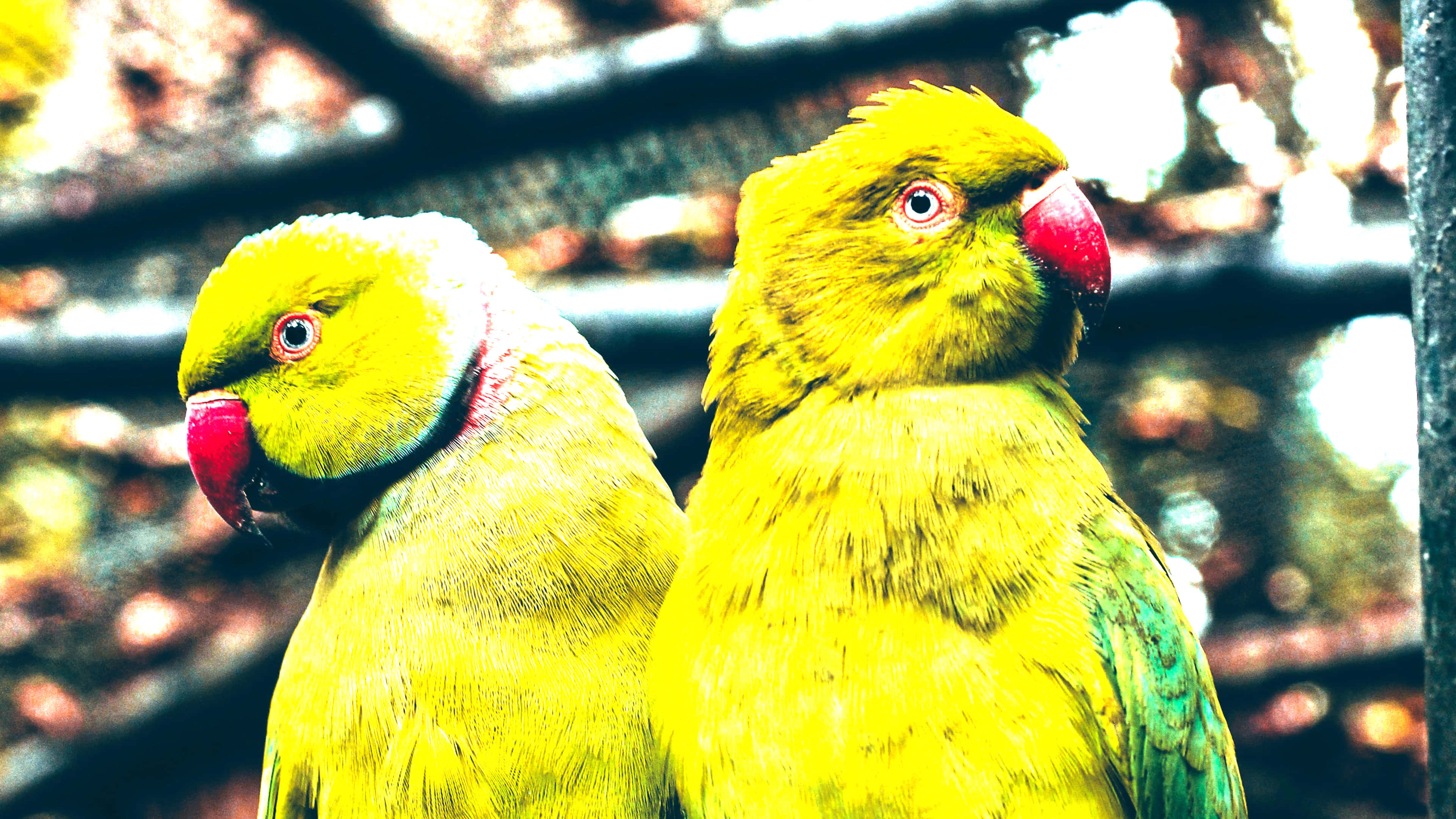 green parrot pair, vibrant green, red beaks, 4K Desktop Wallpaper
