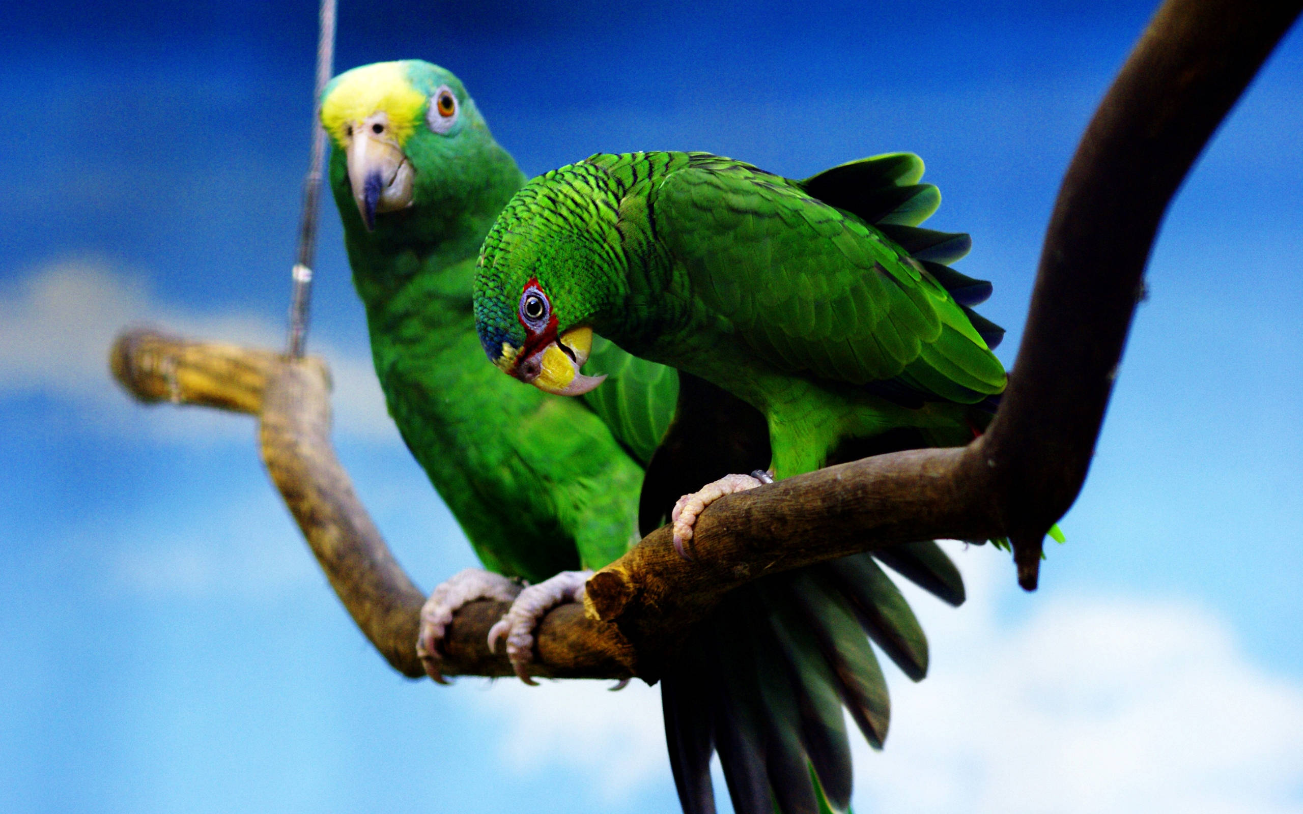 two green parrots, thin branch, bright blue sky, 2K Desktop Wallpaper