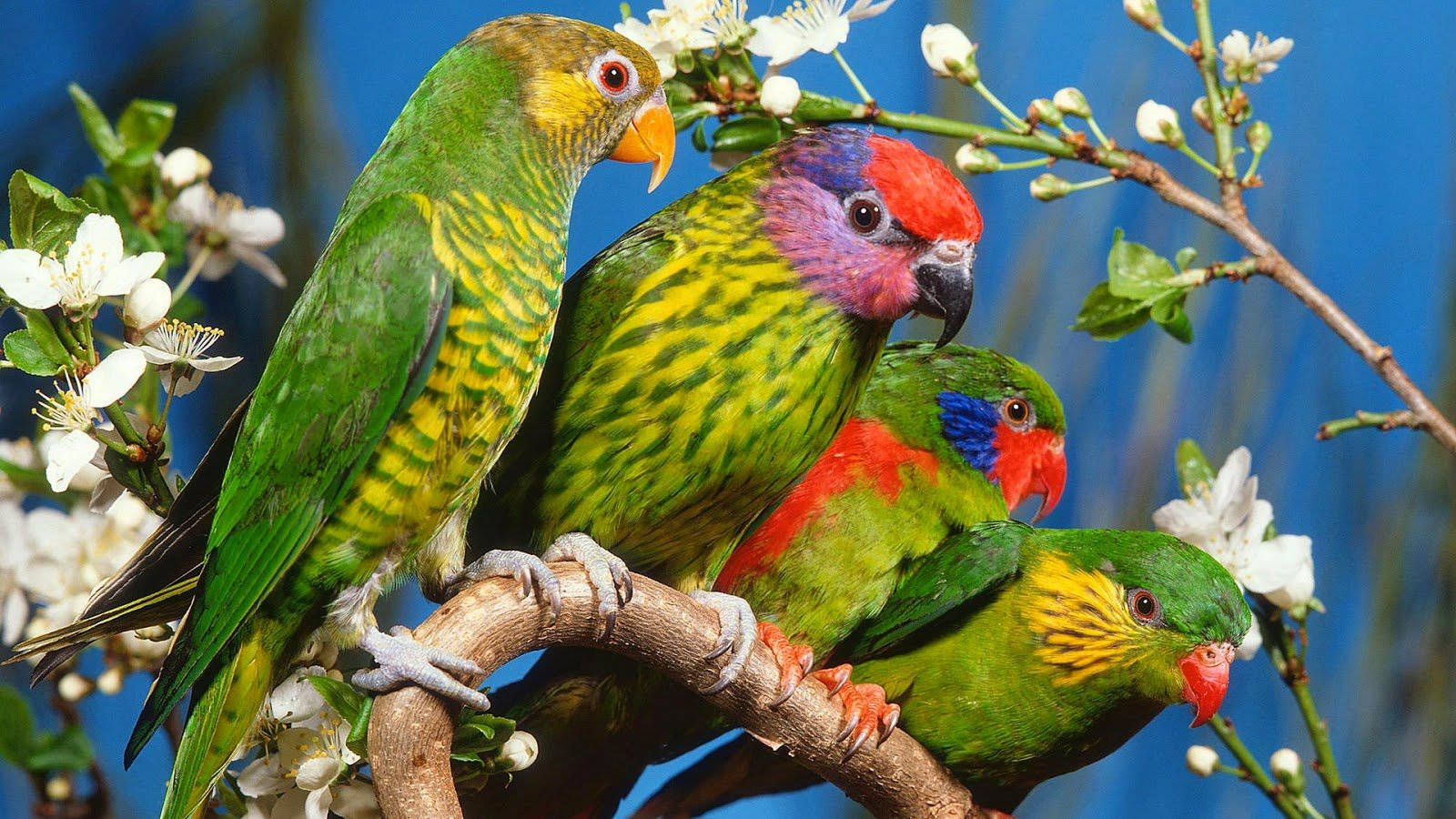 lorikeets, blossoming branch, vivid blue sky, HD Desktop Wallpaper