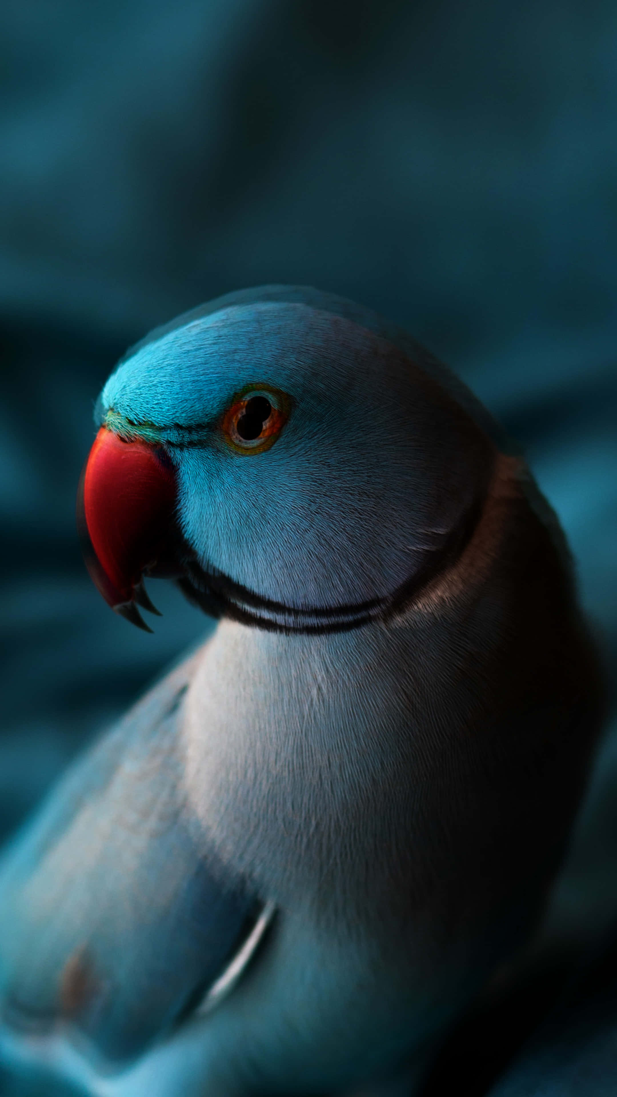 blue parrot, bright red beak, orange eye, 4K Phone Wallpaper