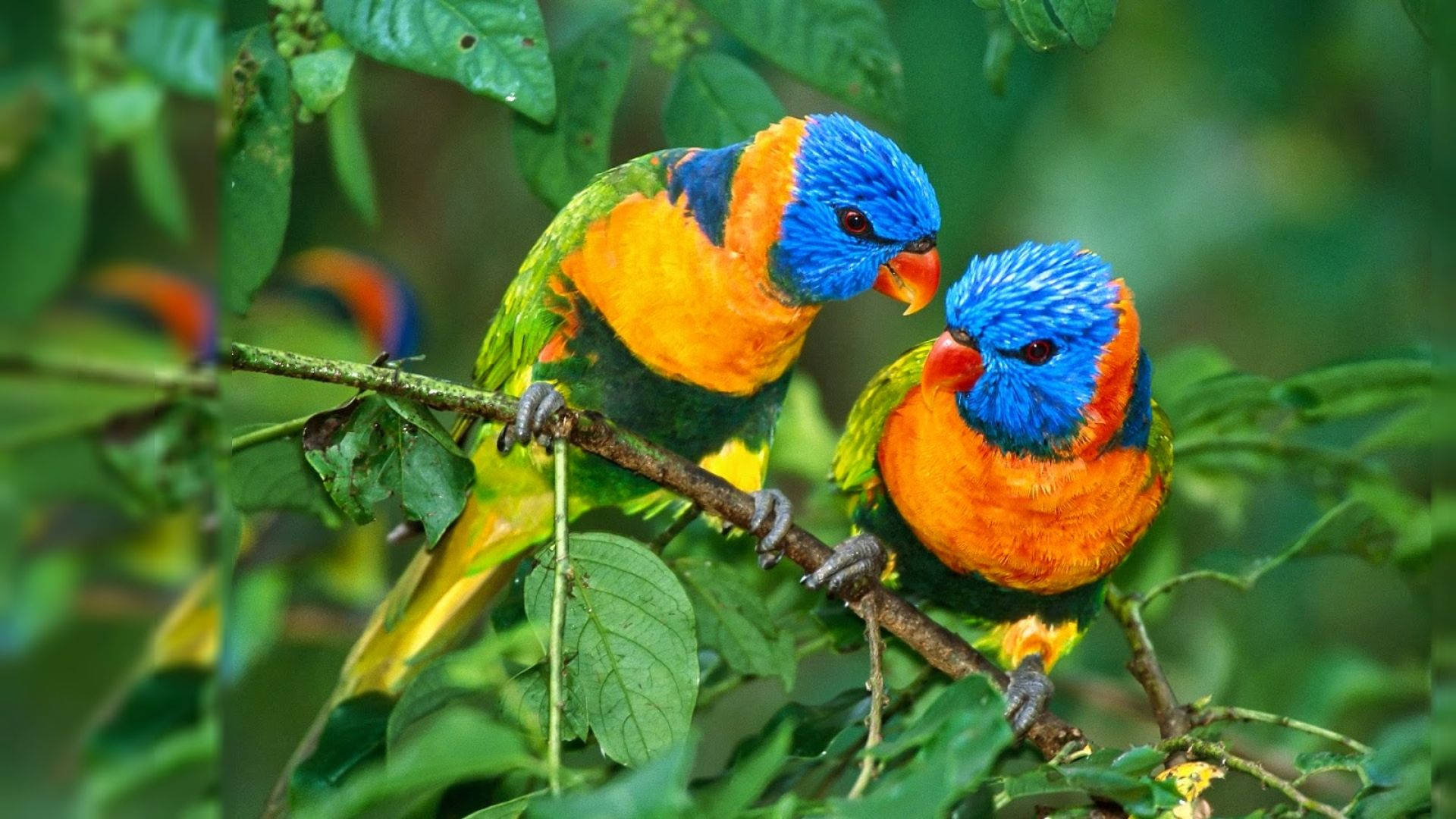 rainbow lorikeets, branch, lush green foliage, Full HD Desktop Wallpaper