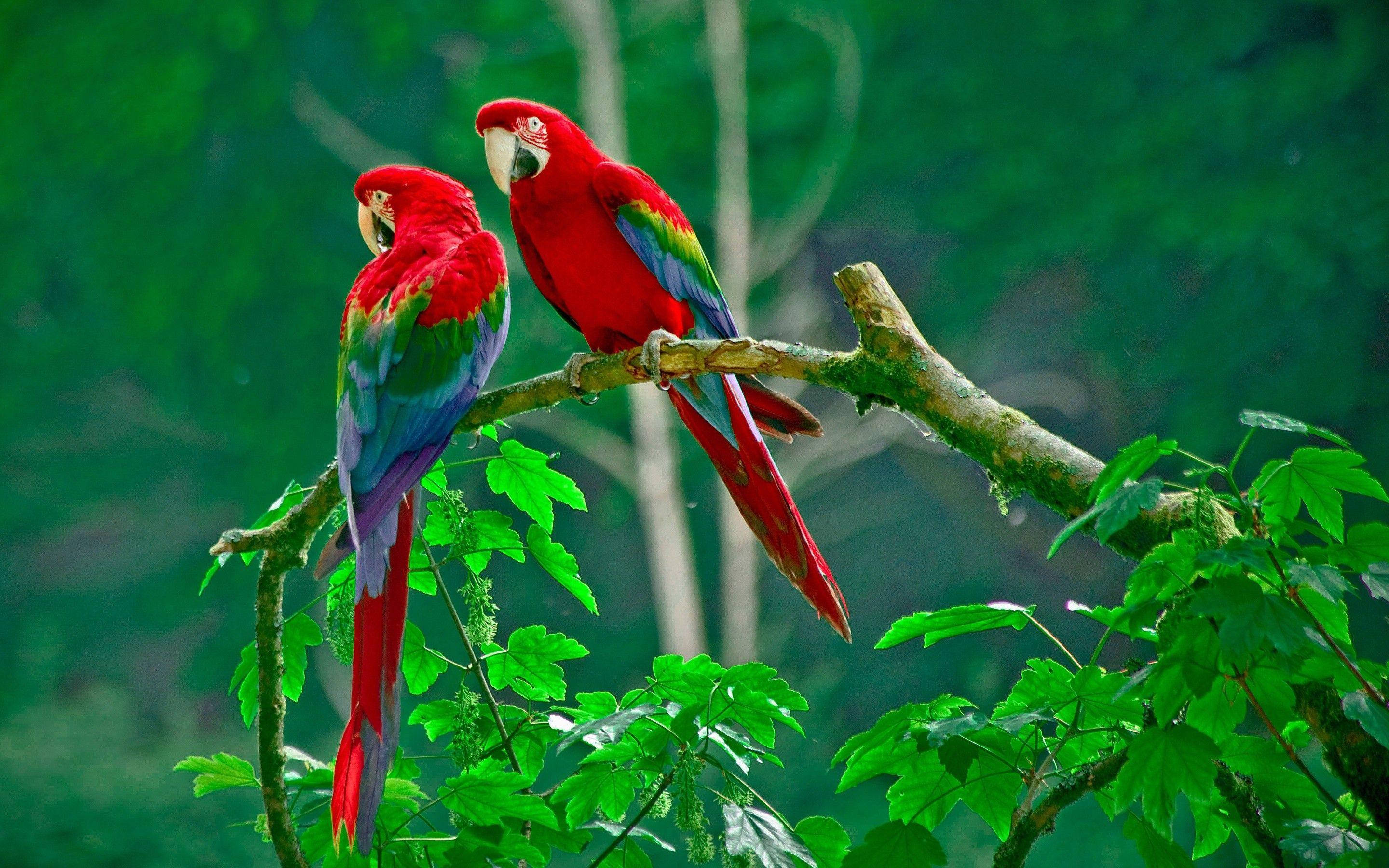 macaws, red, blue green, 2K Desktop Wallpaper