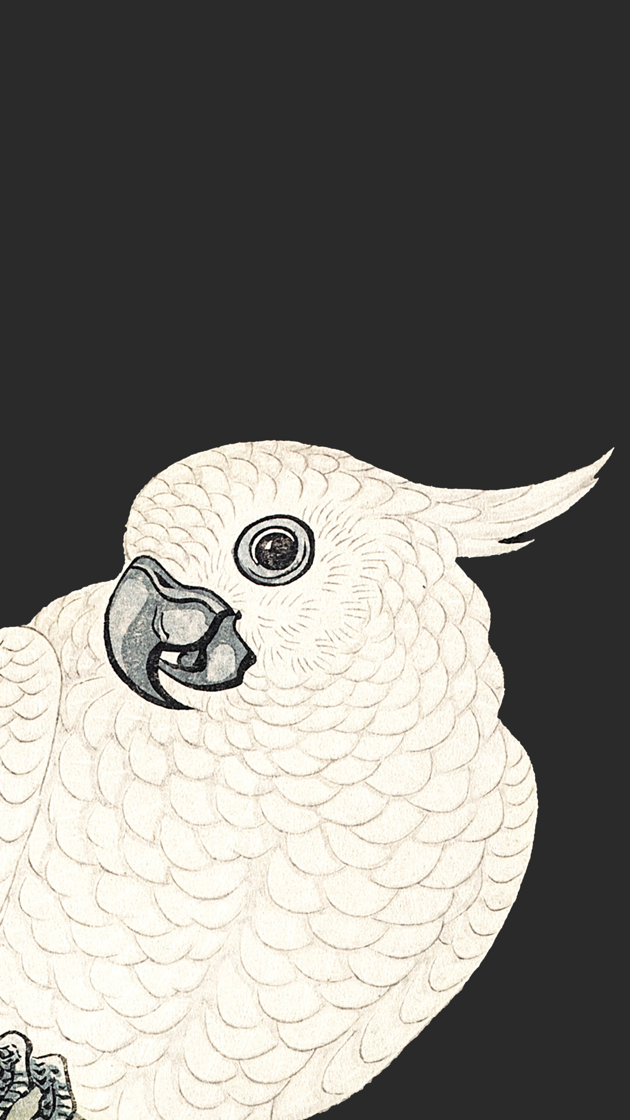 white cockatoo, curved beak, crest, 4K Phone Wallpaper