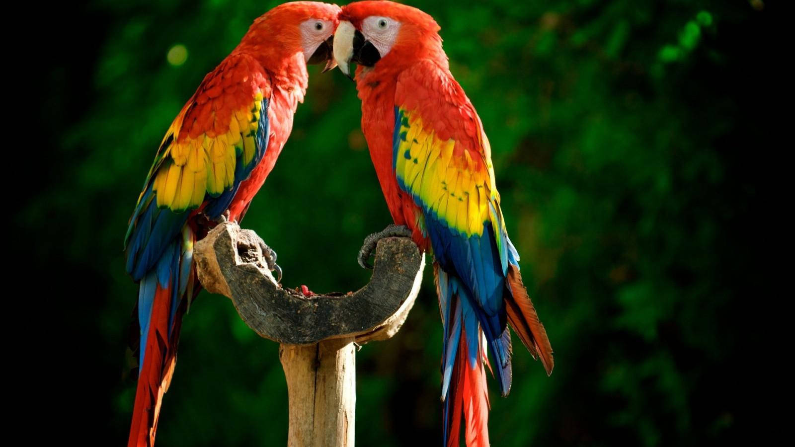 red macaw, scarlet macaws, gnarled branch, HD Desktop Wallpaper