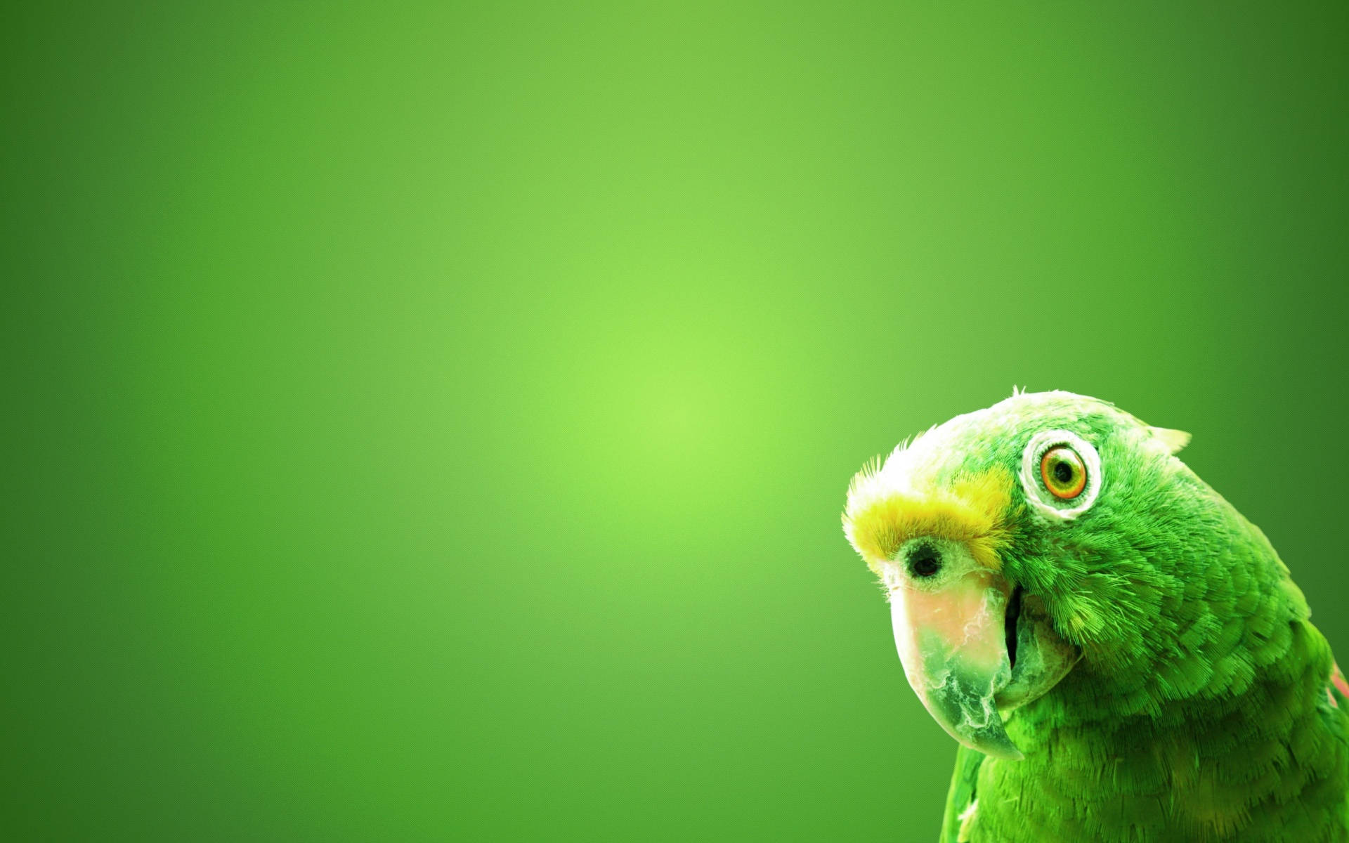 green parrot, yellow forehead, soft gradient green backdrop, Full HD Desktop Wallpaper