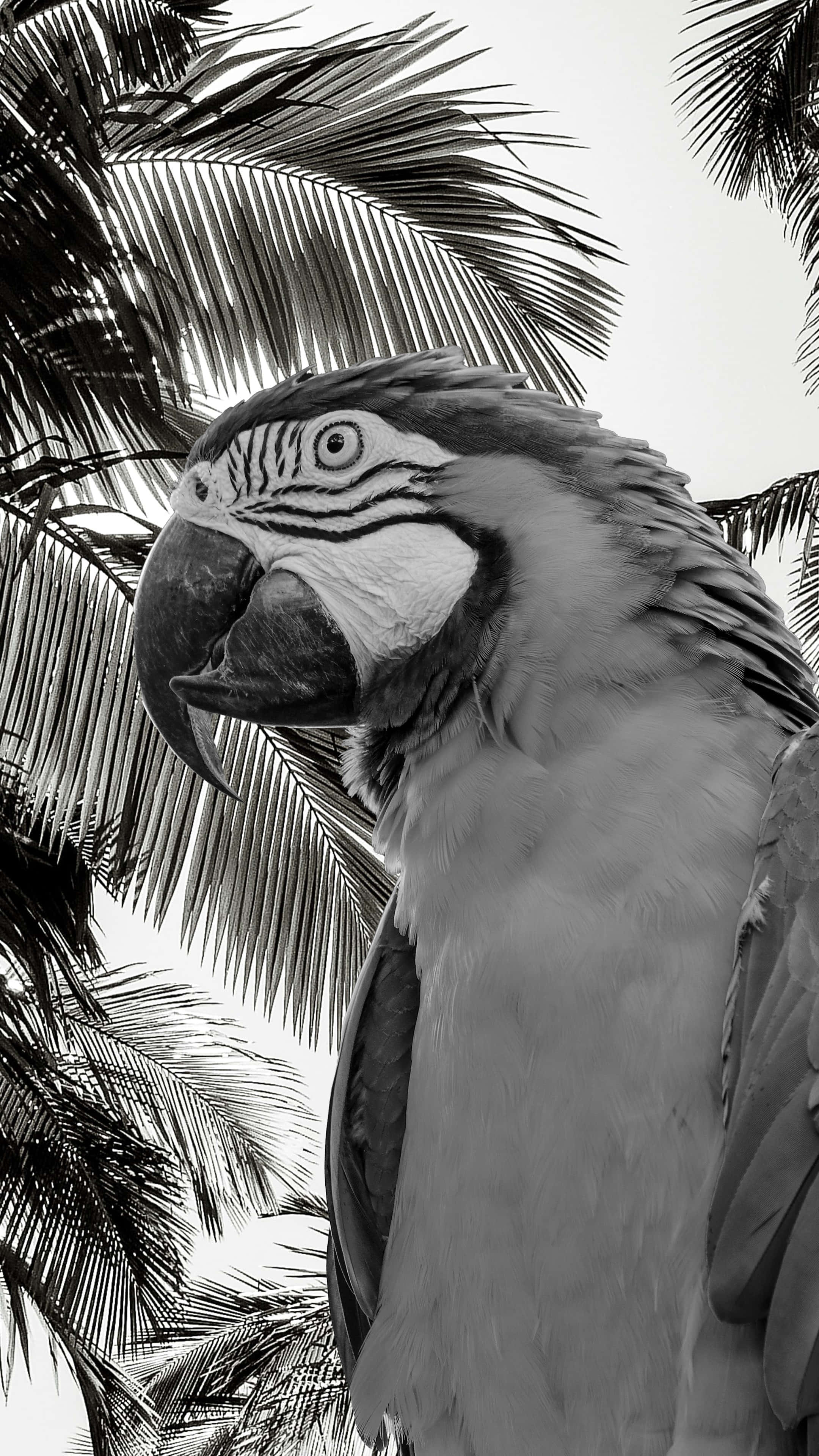 macaw, palm fronds, bright sky, 4K Phone Wallpaper