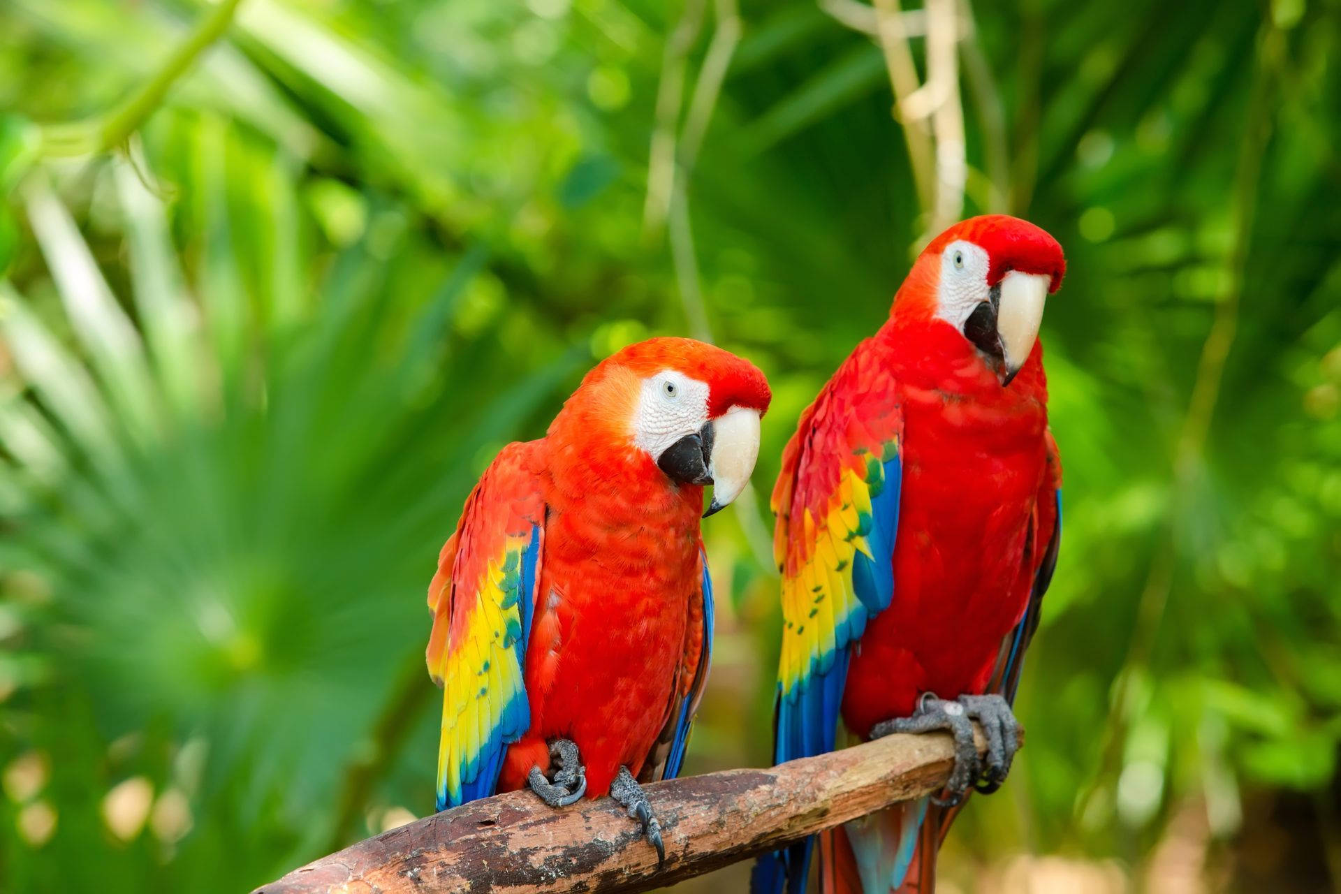 macaw parrots, fan-shaped leaves, red macaws, Full HD Desktop Wallpaper