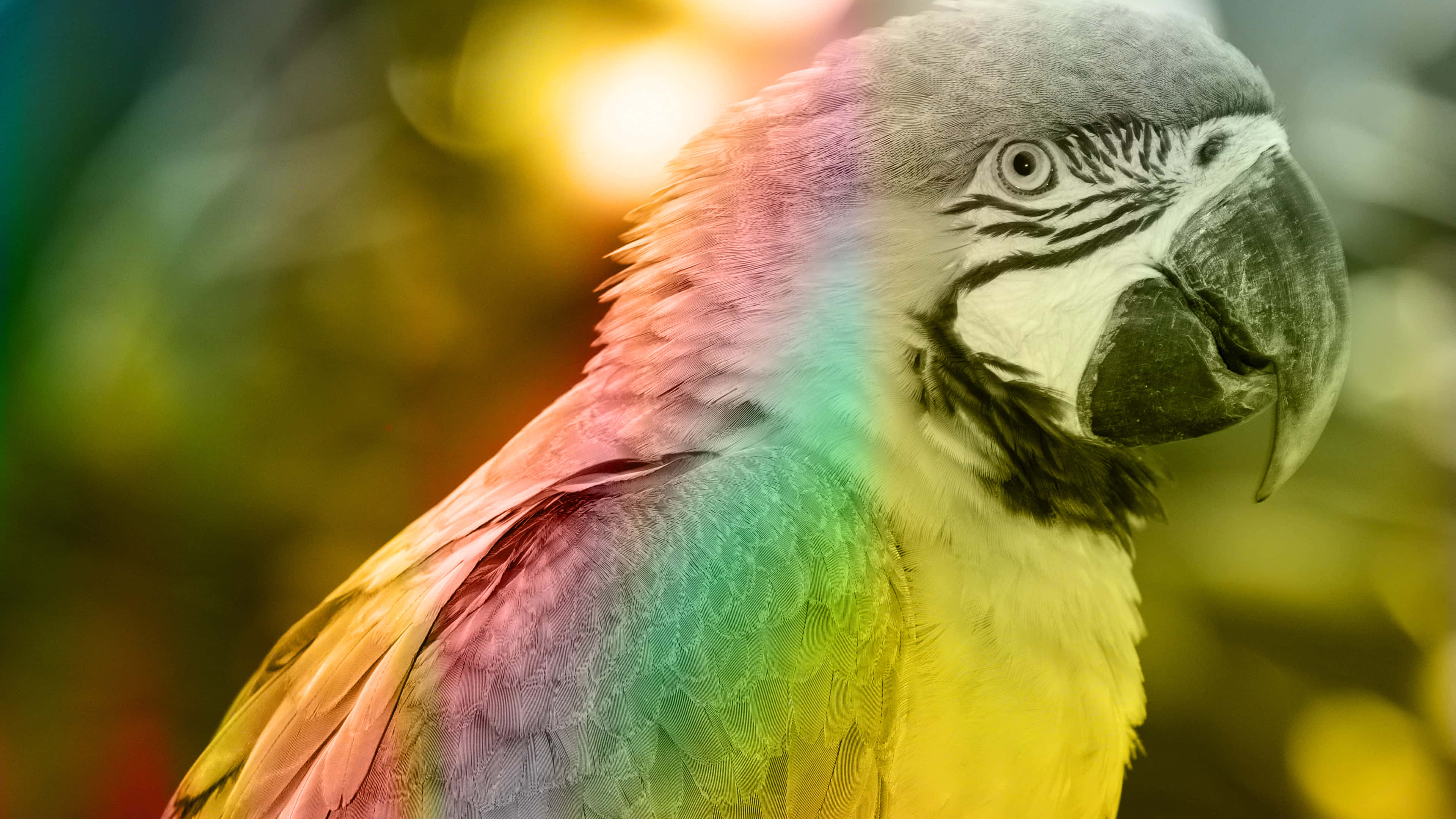macaw parrot, rainbow feathers, golden background, 4K Desktop Wallpaper
