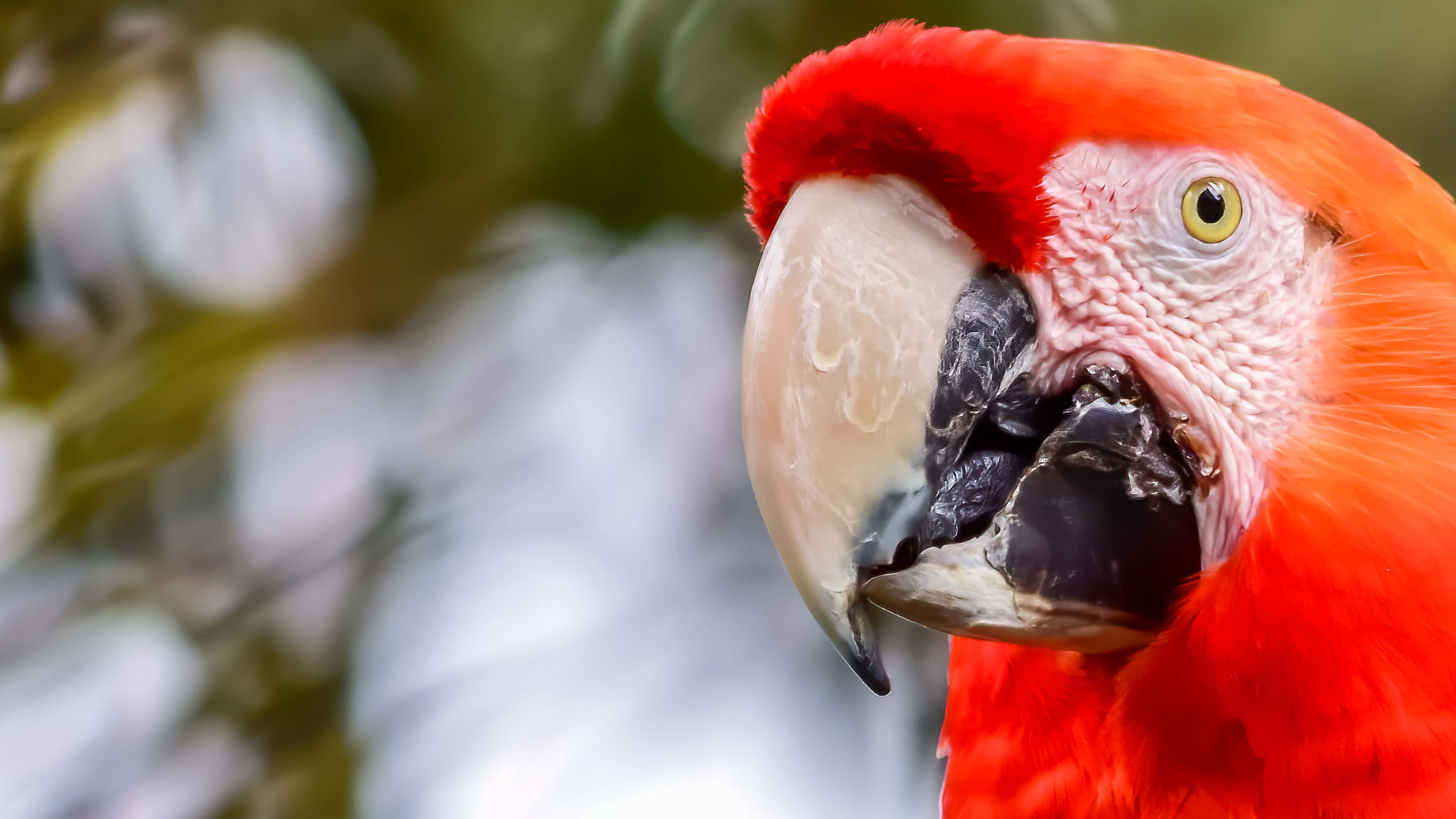 scarlet macaw, intense yellow eyes, textured feathers, 4K Desktop Wallpaper