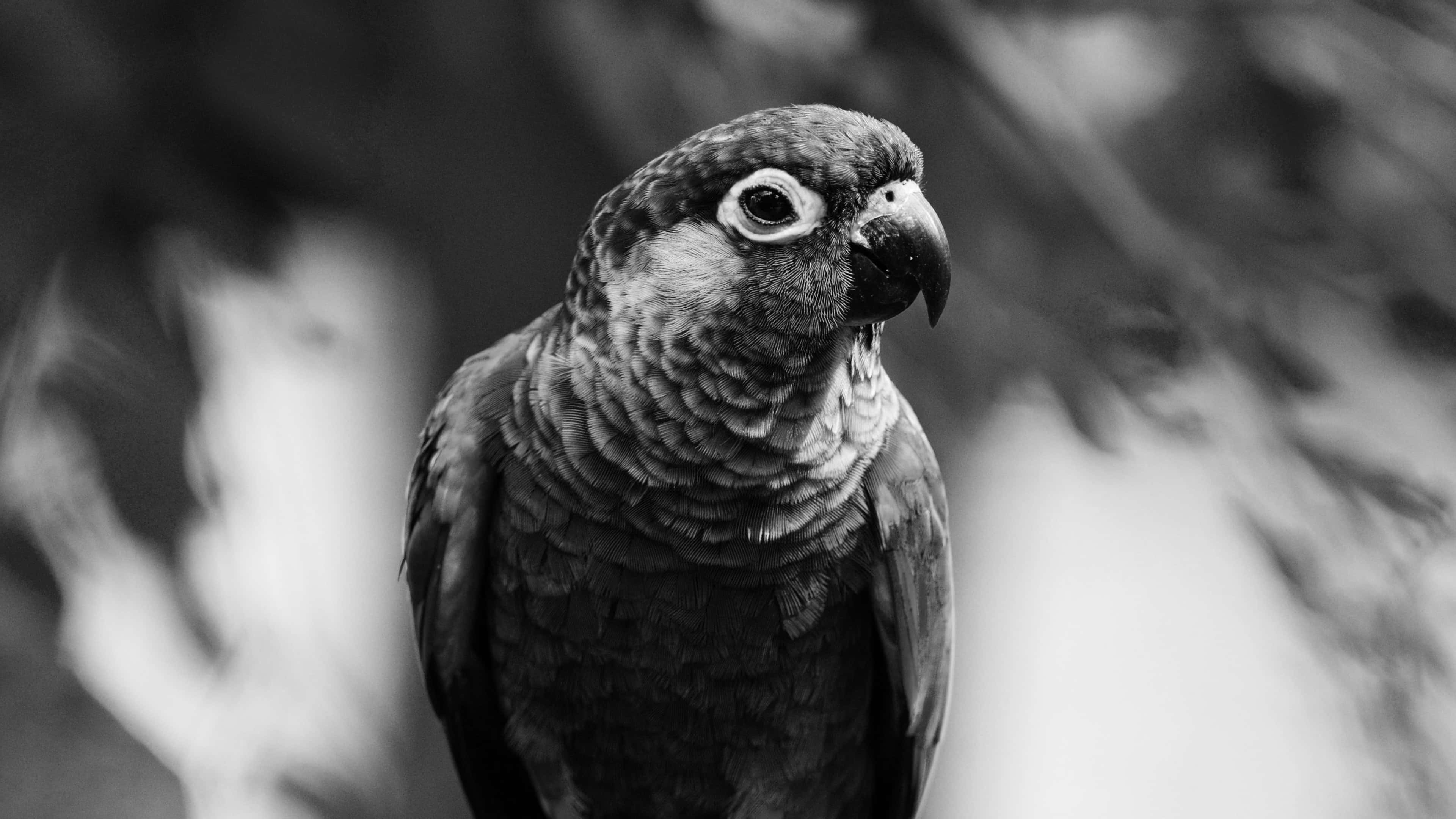 black and white parrot, close-up, detailed feathers, 4K Desktop Wallpaper
