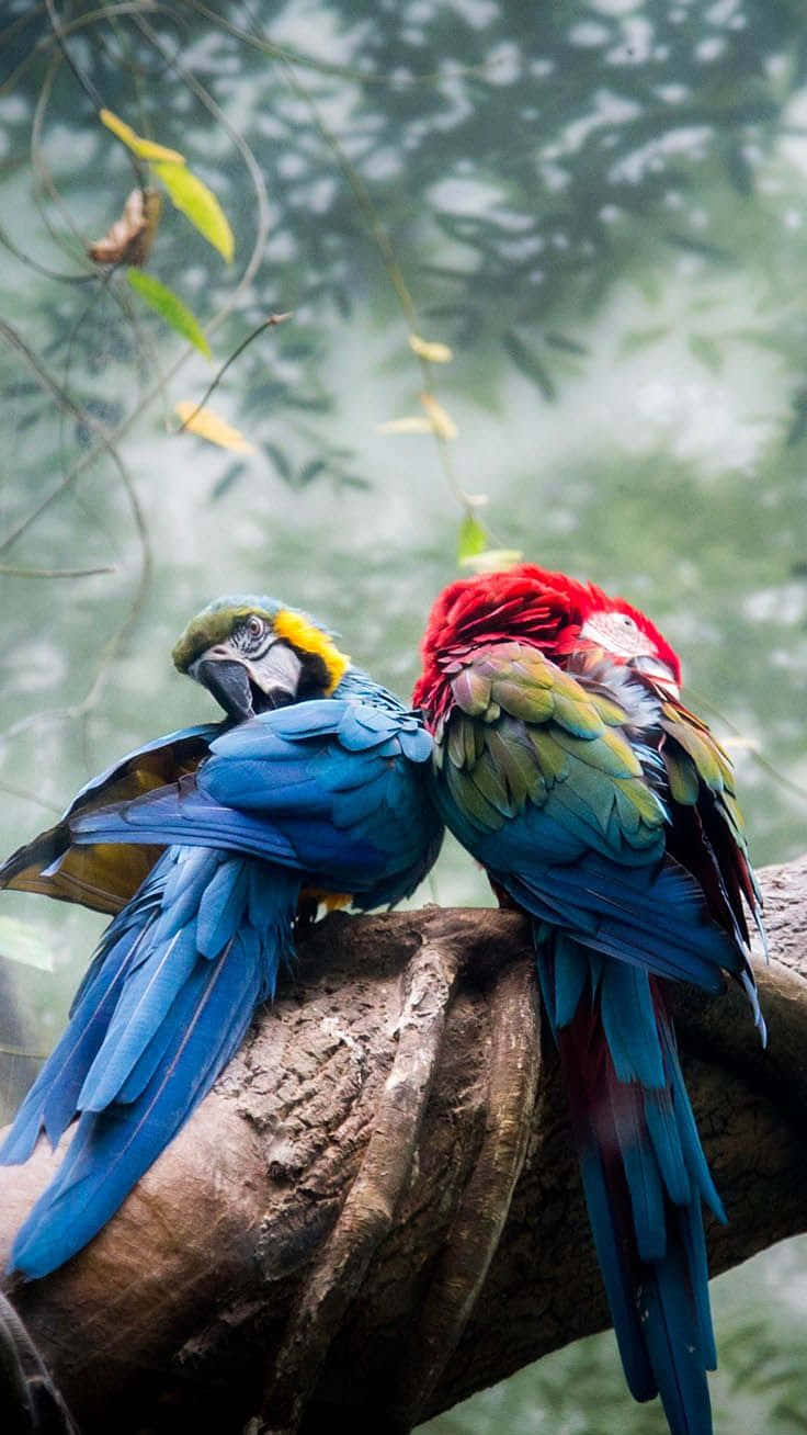 macaws, mossy branch, misty jungle, HD Phone Wallpaper