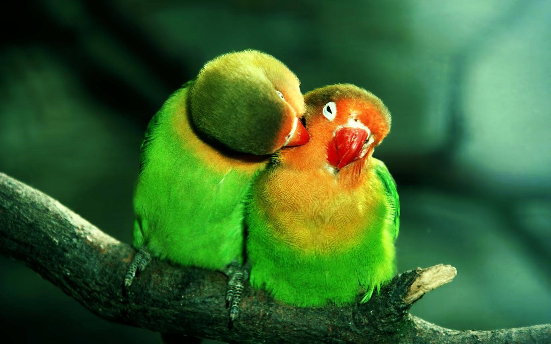 lovebird parrots, branch, nuzzles beak, Full HD Desktop Wallpaper