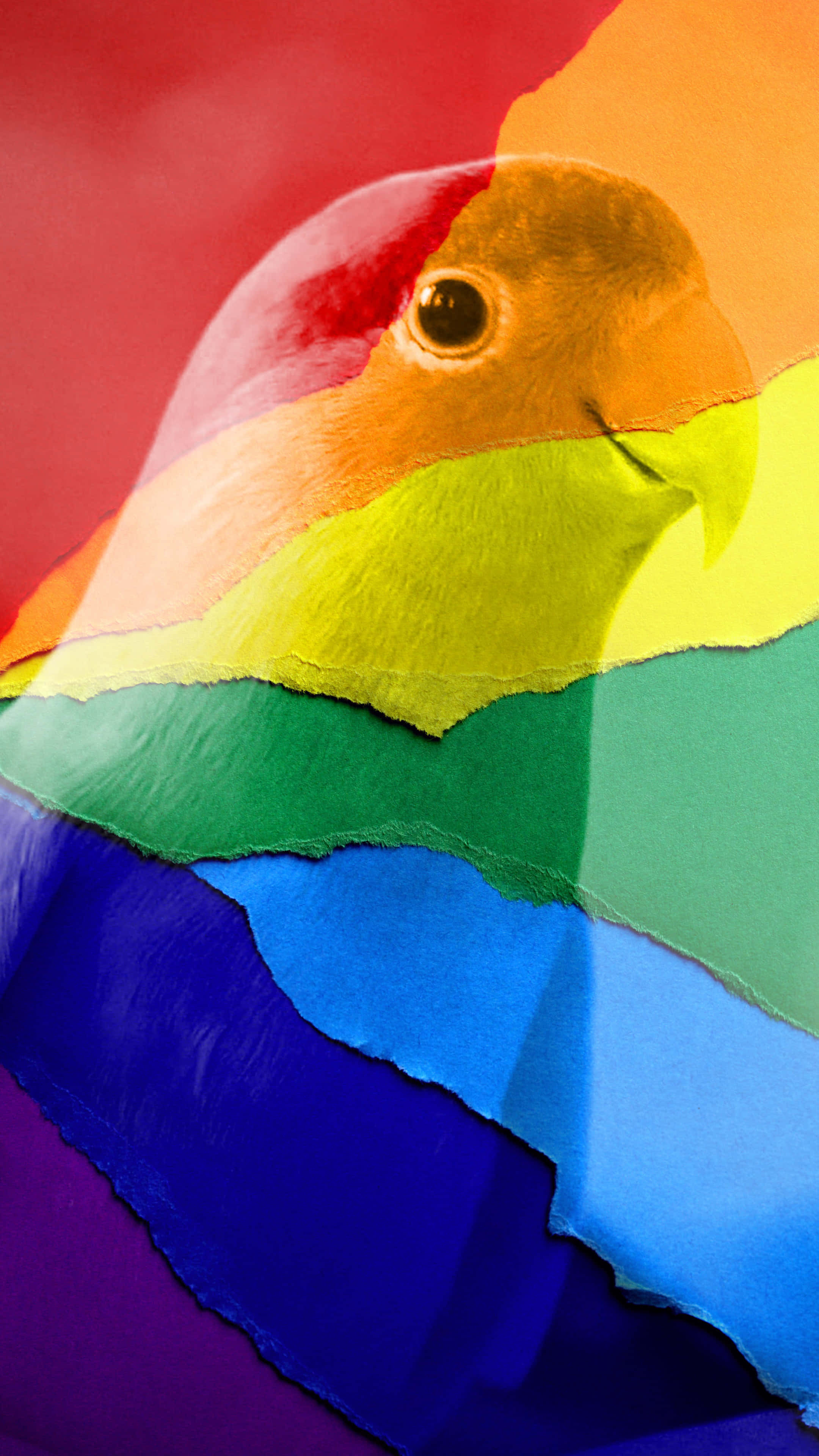 rainbow parrot, vibrant rainbow-colored paper strips, bird's head, 4K Phone Wallpaper