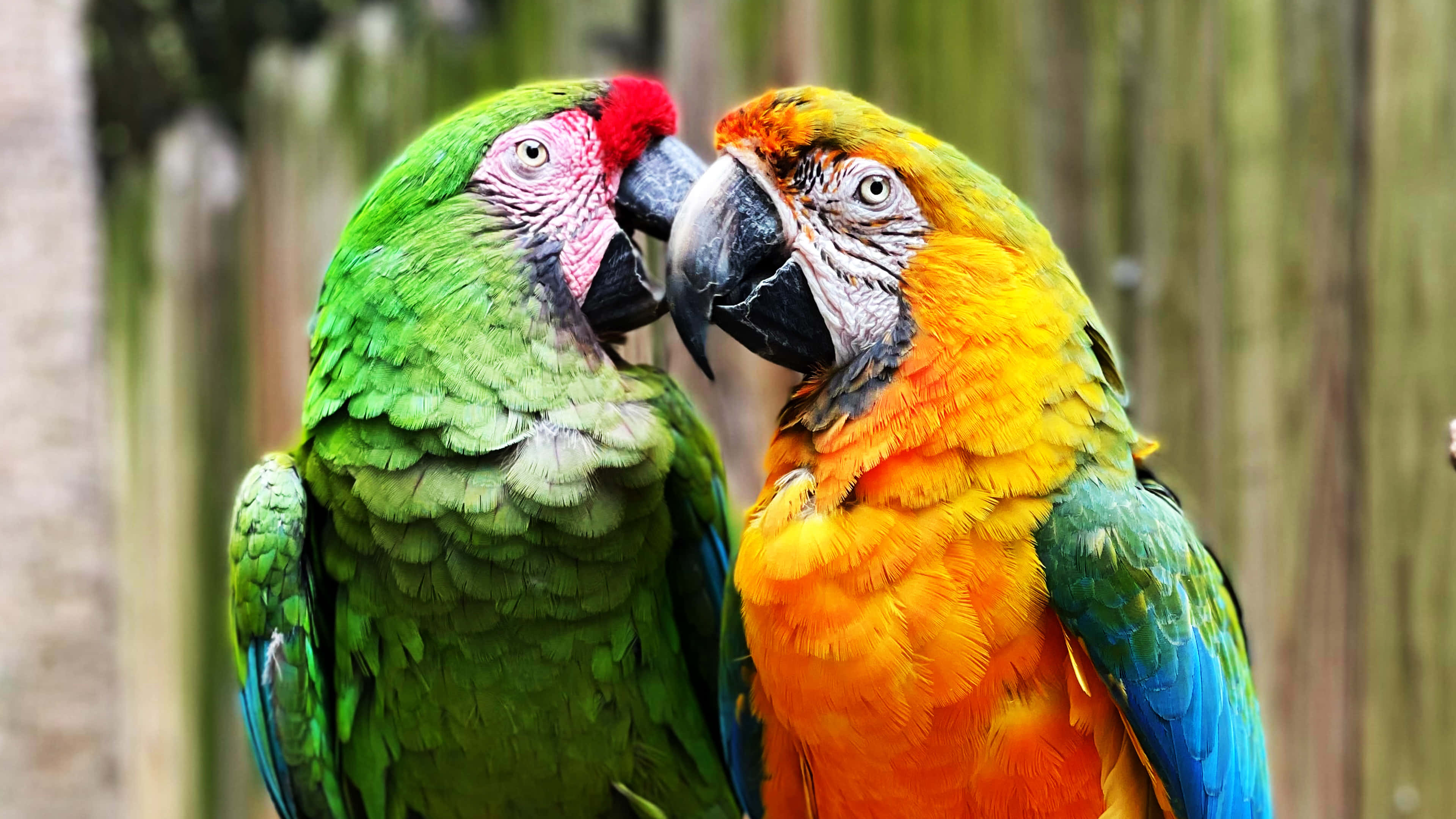 macaws, green, orange, 4K Desktop Wallpaper