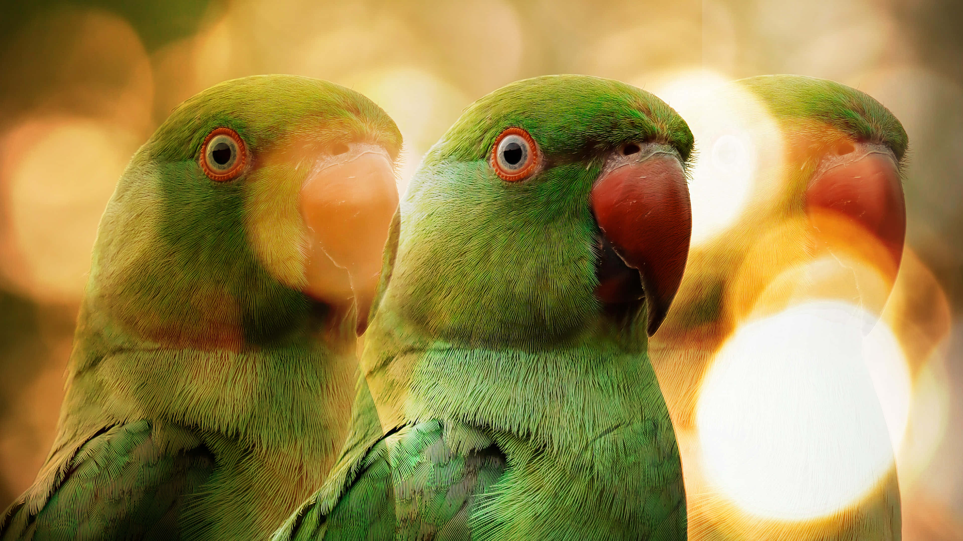 Parrot Bokeh, vibrant green parrots, red beaks, 4K Desktop Wallpaper