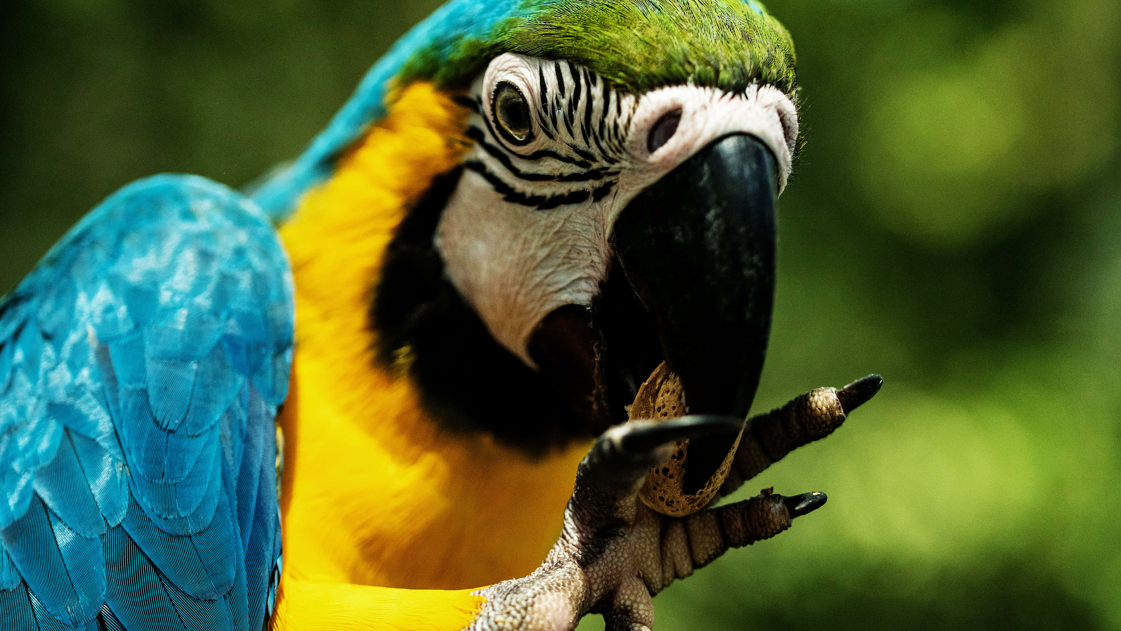 macaw, blue and yellow, black and white facial markings, 4K Desktop Wallpaper