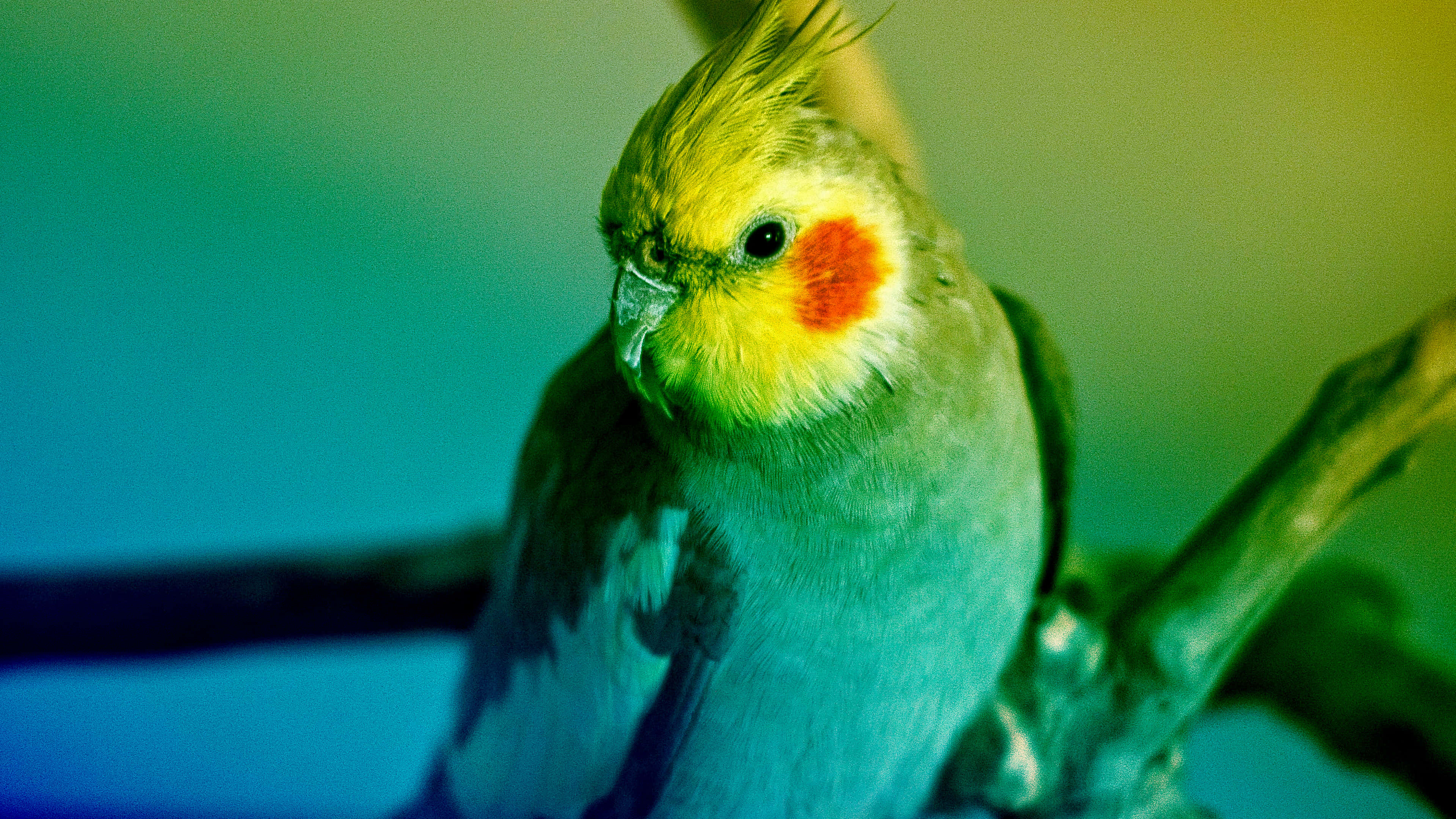 cockatiel, teal, yellow lighting, 4K Desktop Wallpaper