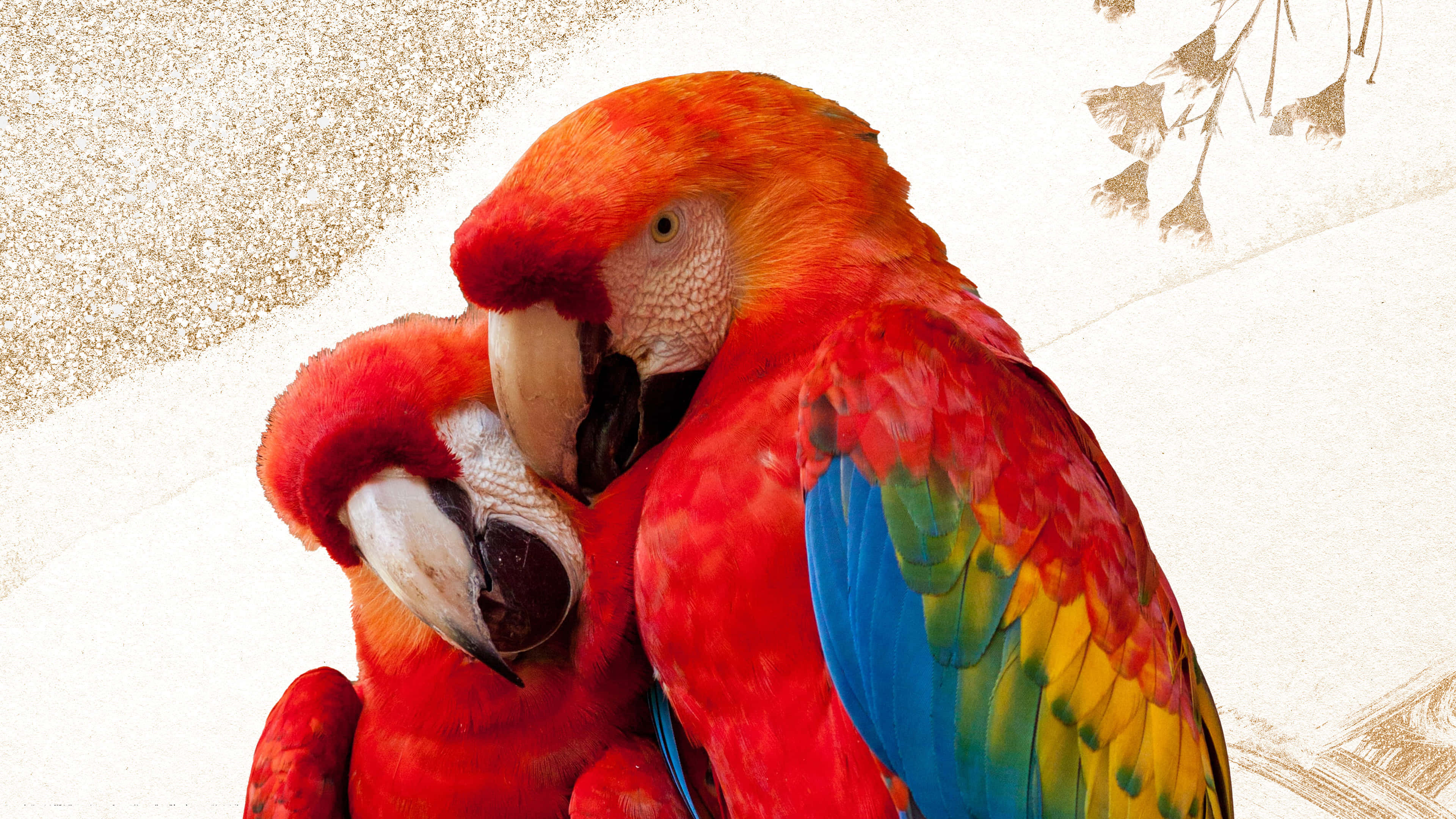 scarlet macaws, blue and yellow wing feathers, textured beige background, 4K Desktop Wallpaper