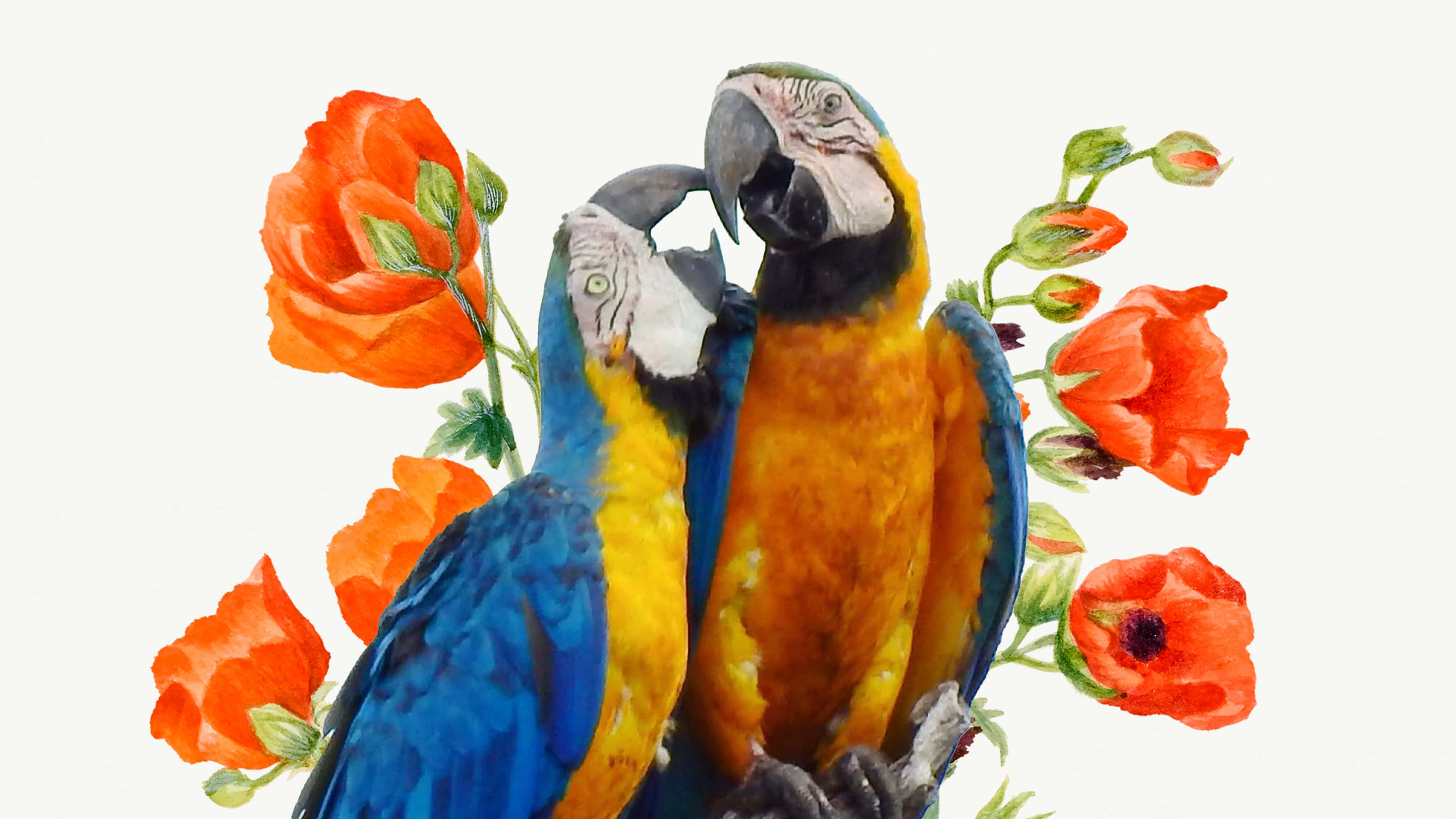 macaws, blue and gold macaws, orange poppies, 4K Desktop Wallpaper