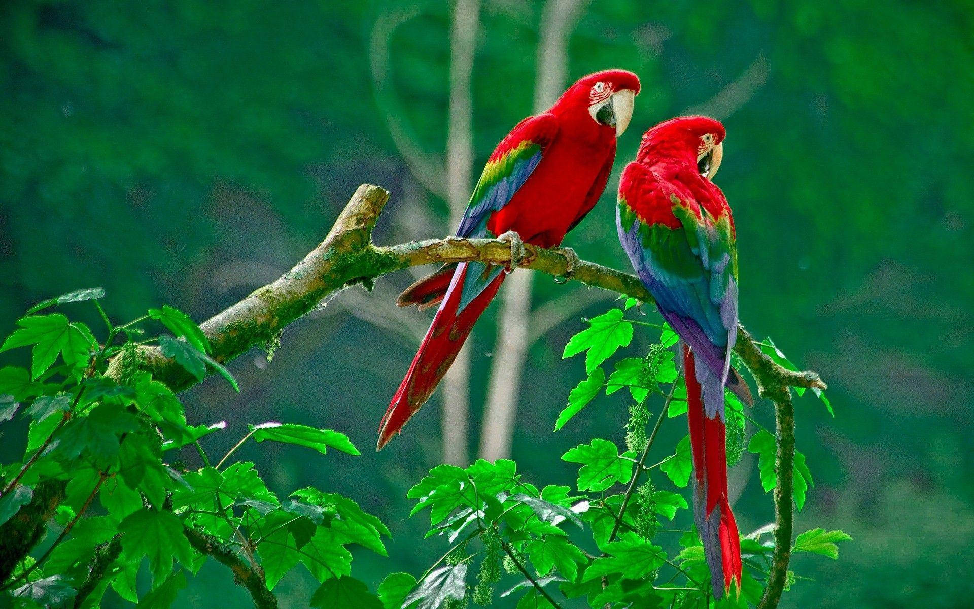 red macaw parrots, green backdrop, mossy branch, Full HD Desktop Wallpaper