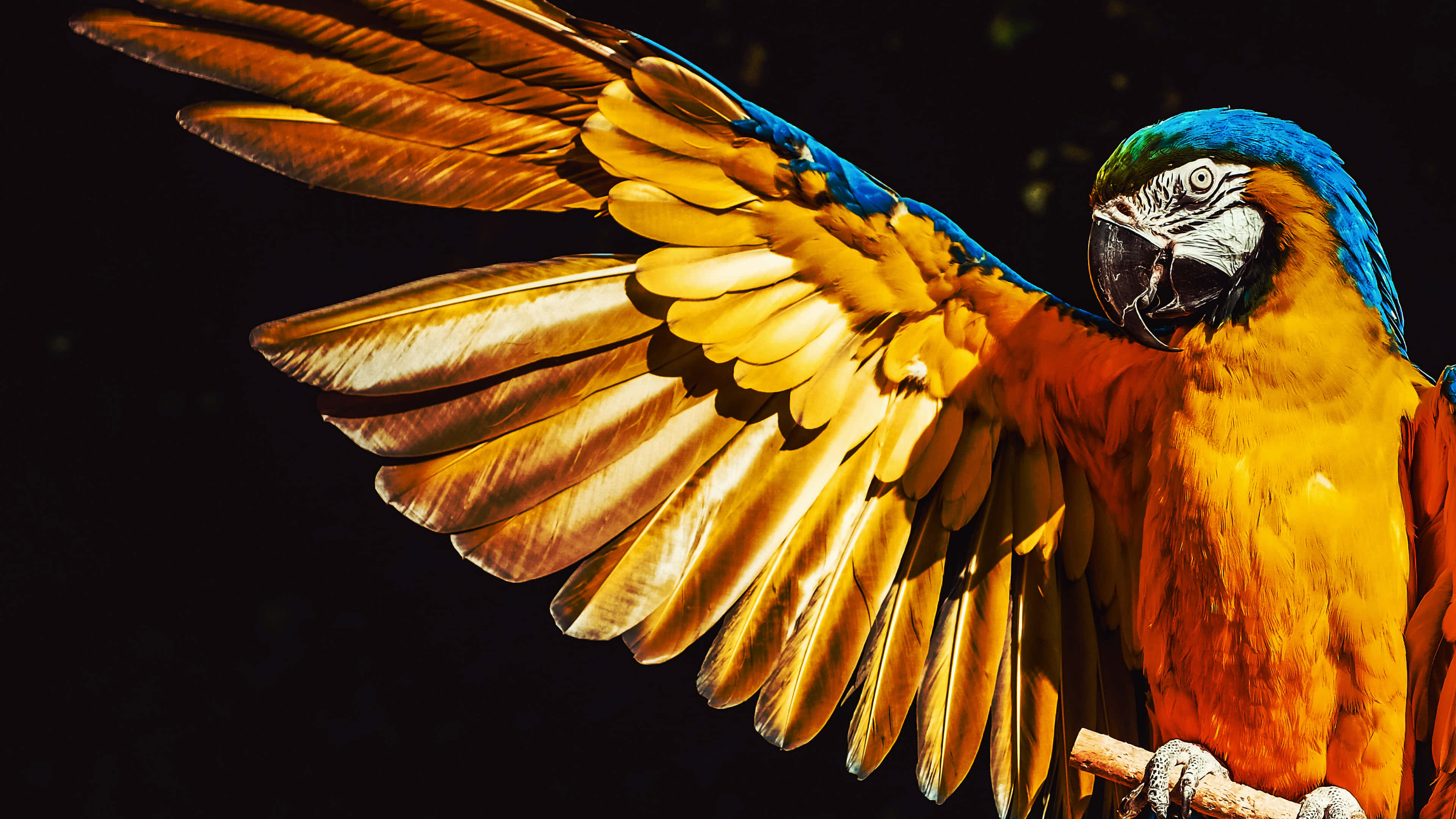 parrot, vibrant blue and gold macaw, wings stretched, 4K Desktop Wallpaper
