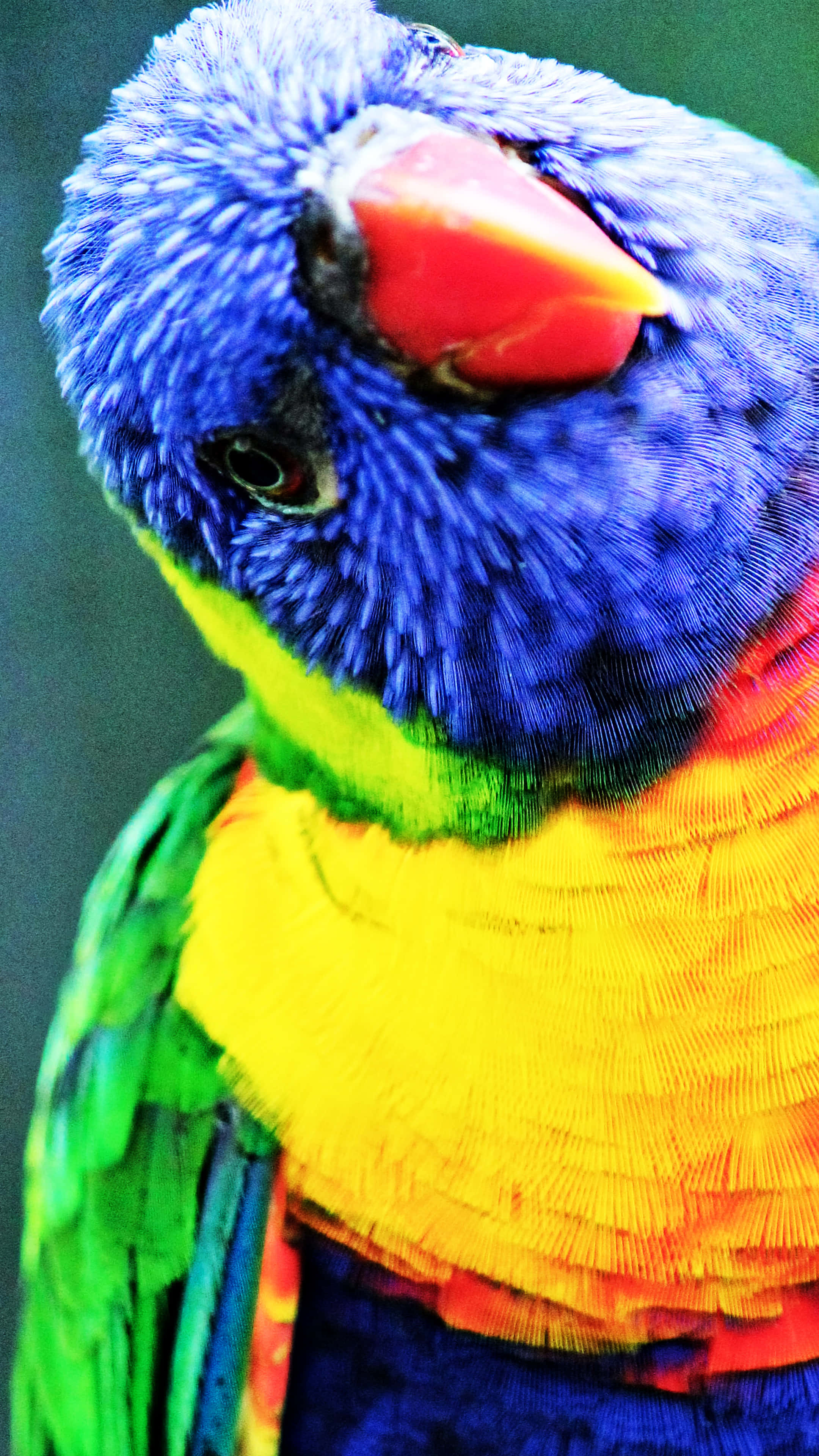 rainbow lorikeet, electric blue head, bright yellow chest, 4K Phone Wallpaper